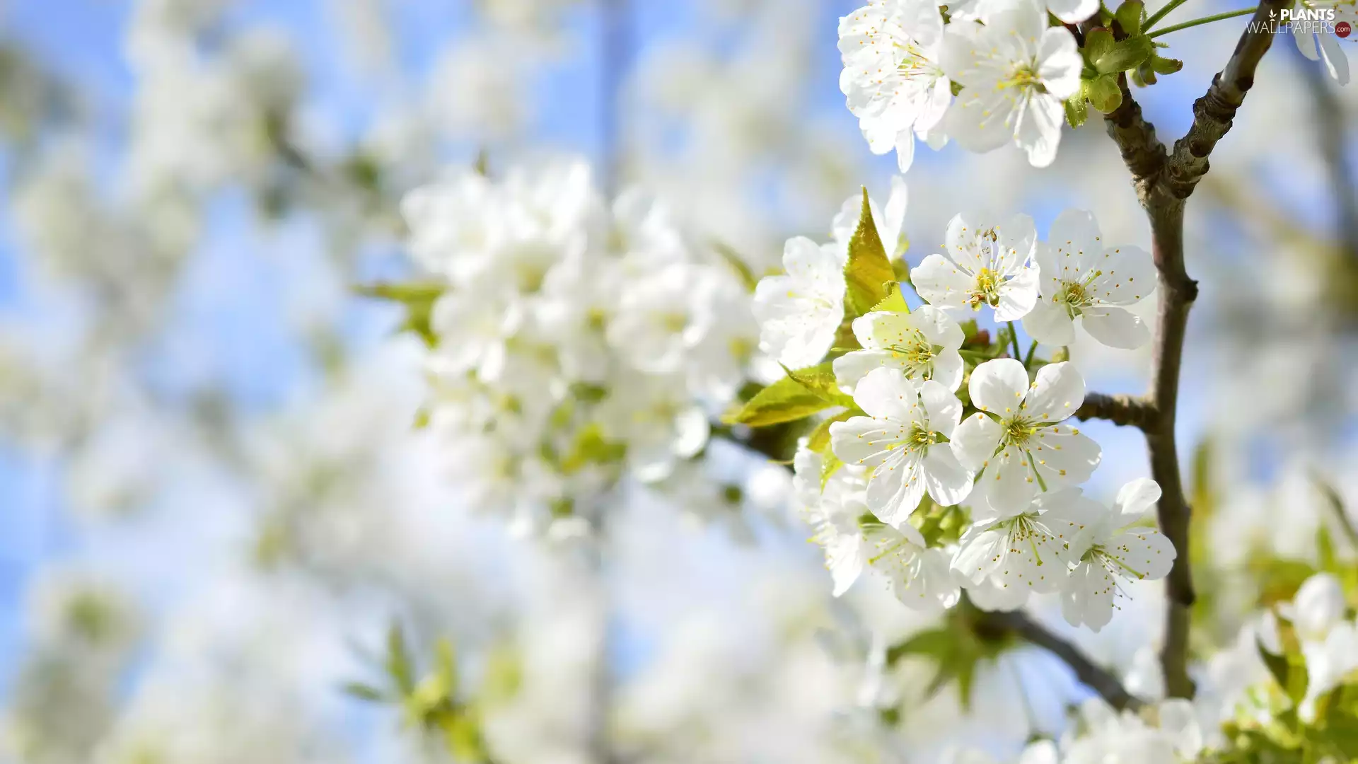 Twigs, Spring, White, Flowers, Fruit Tree