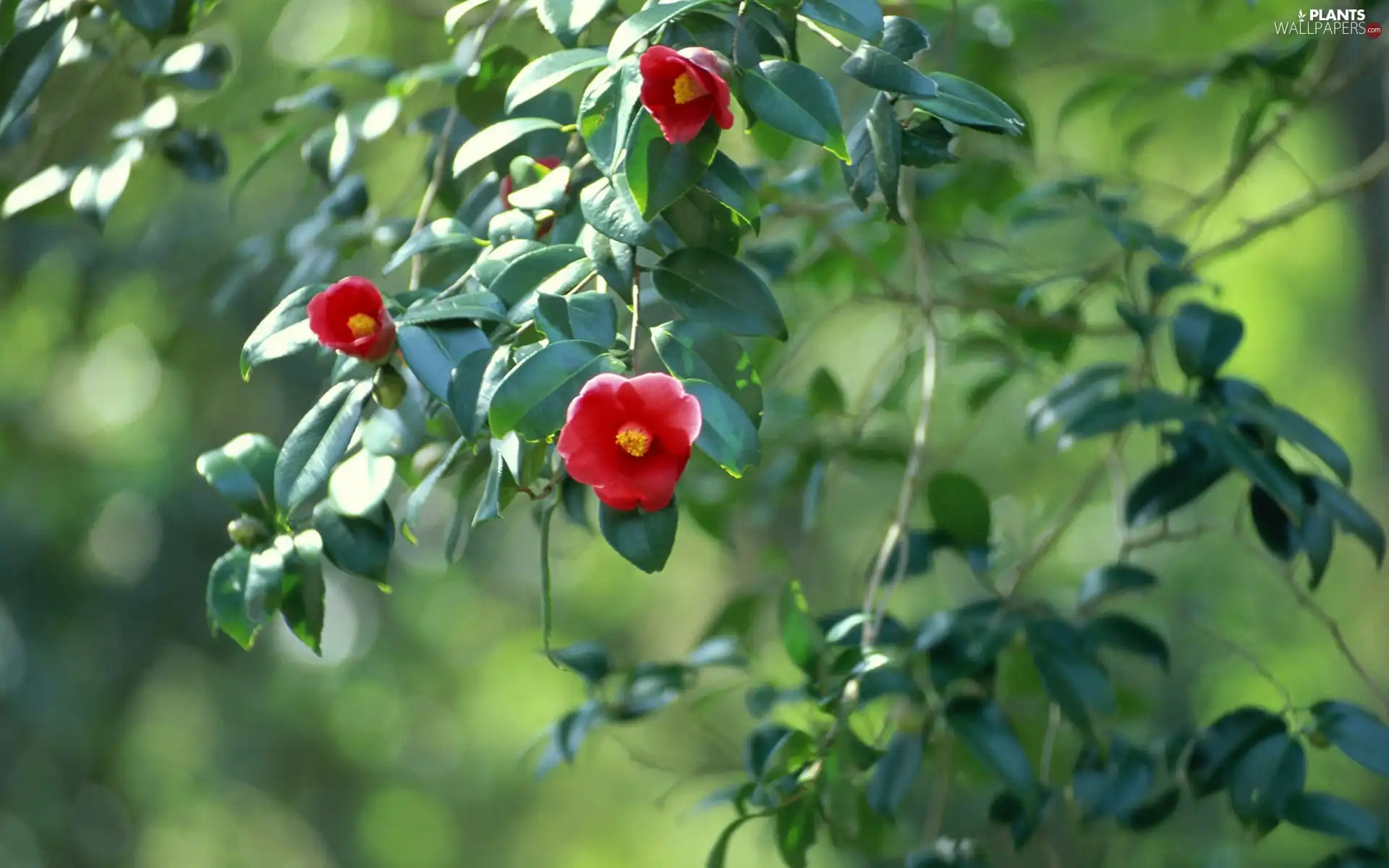 trees, Flowers