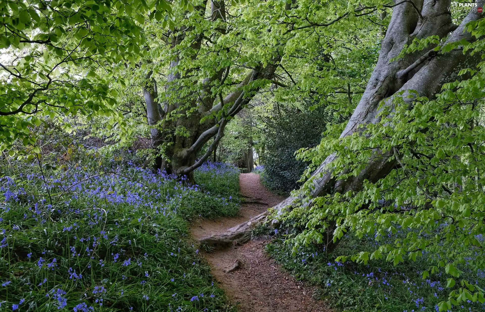 viewes, forest, Blue, Flowers, Path, trees