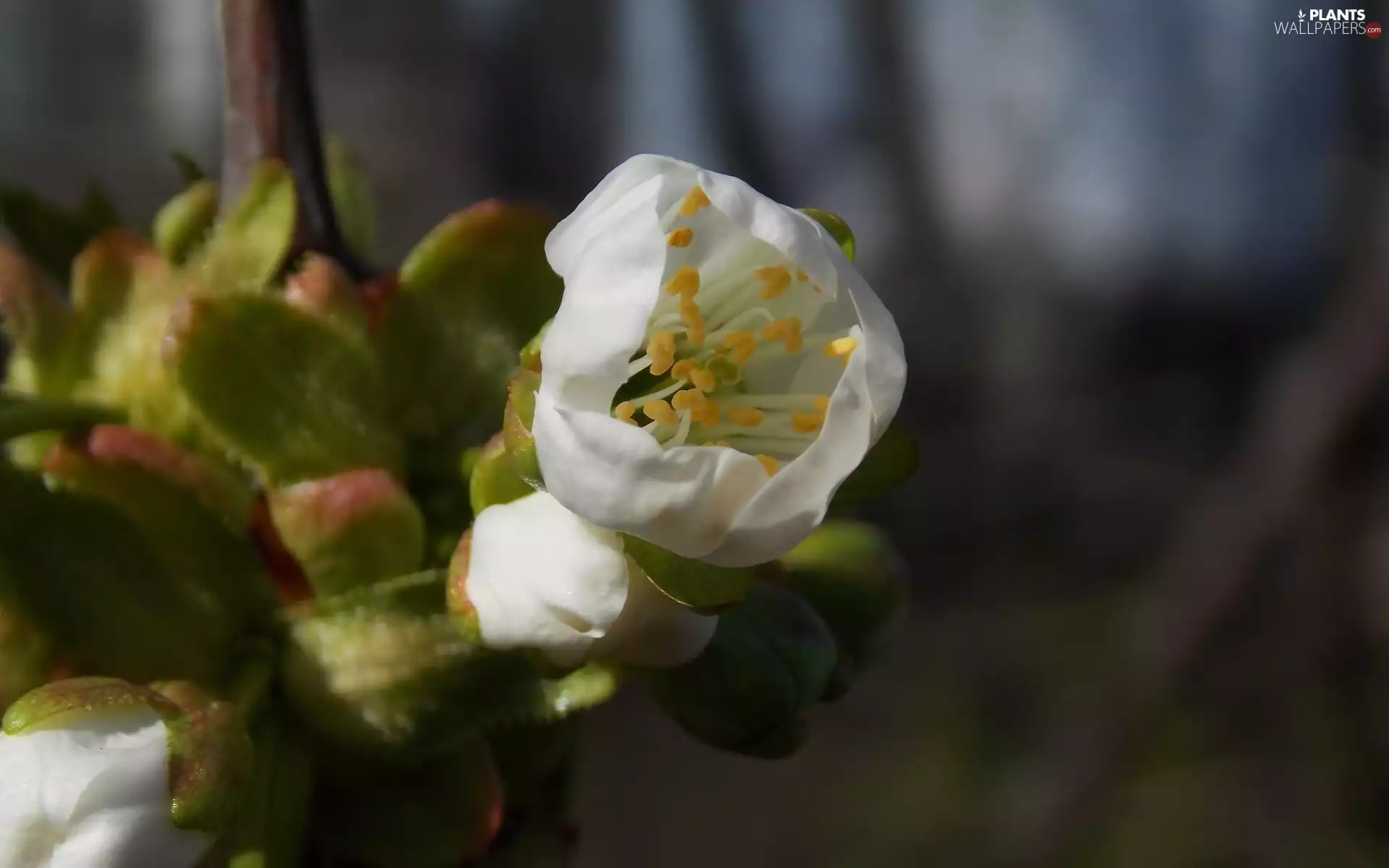 Colourfull Flowers, trees, fruit, doughnut