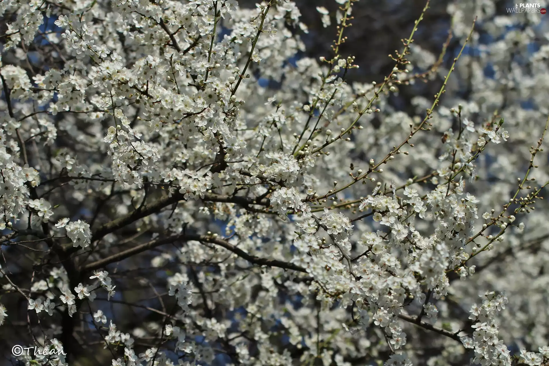 White, Flowers, trees, fruit, flourishing