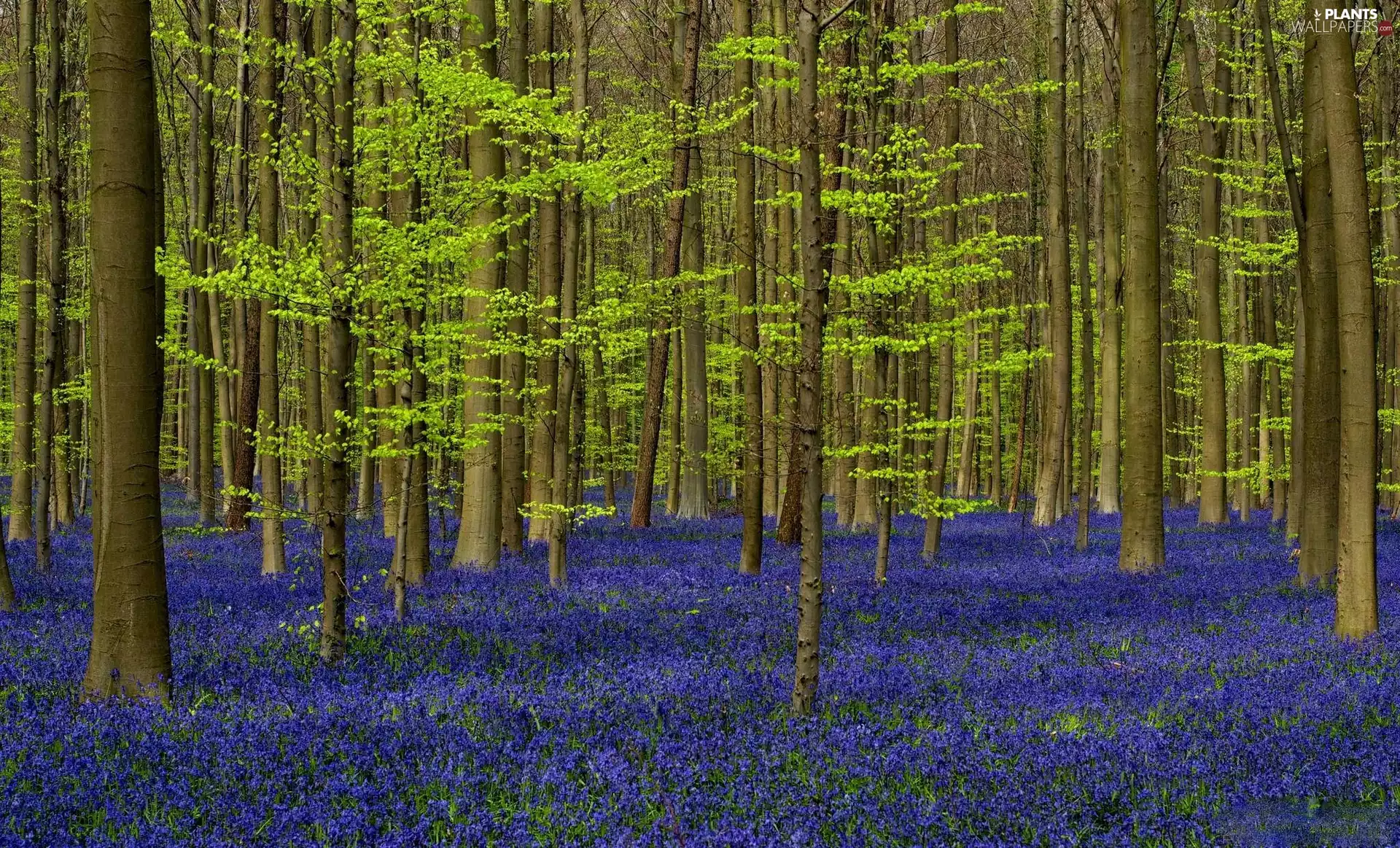 Blue, Flowers, trees, viewes, forest