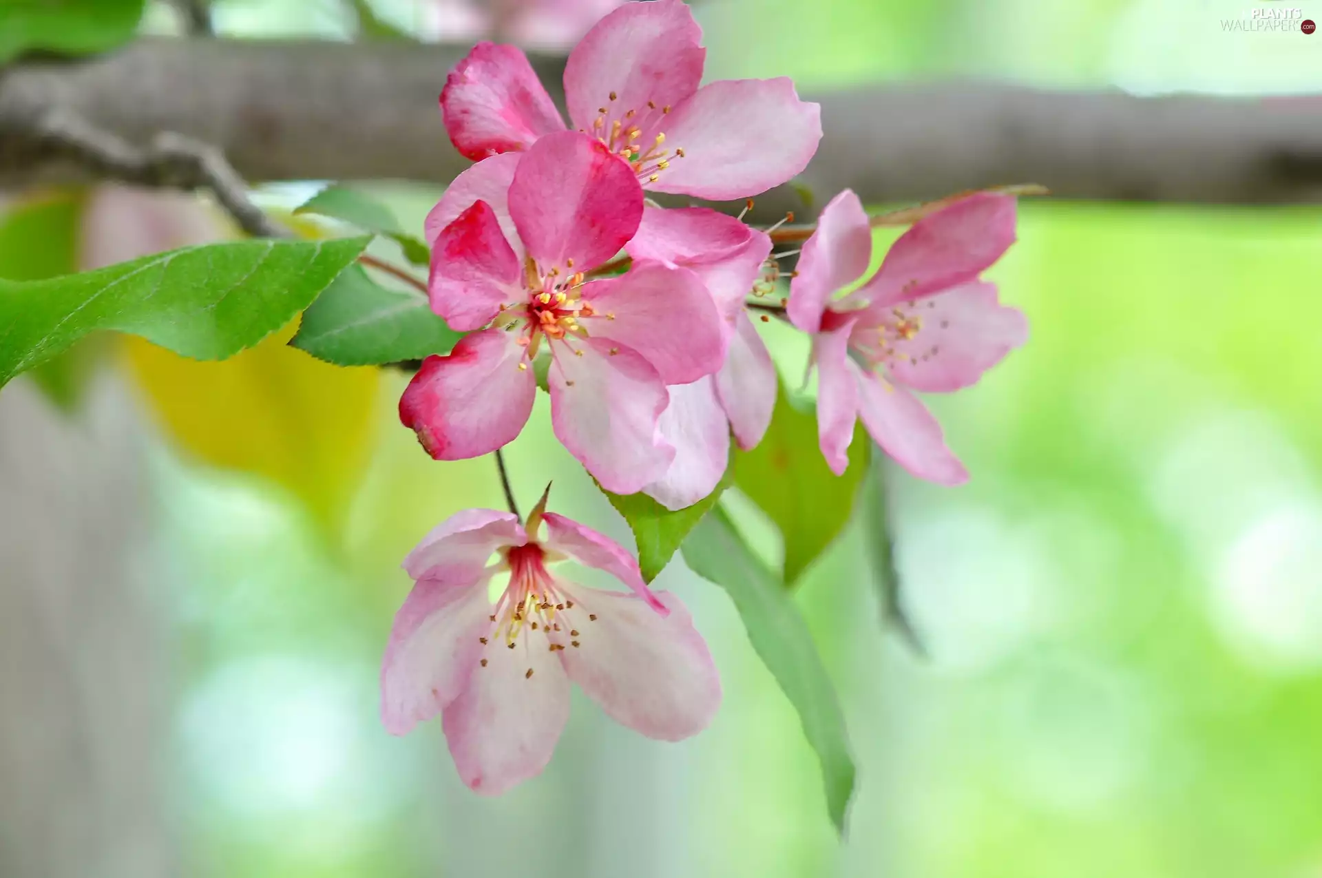 Flowers, Fruit Trees