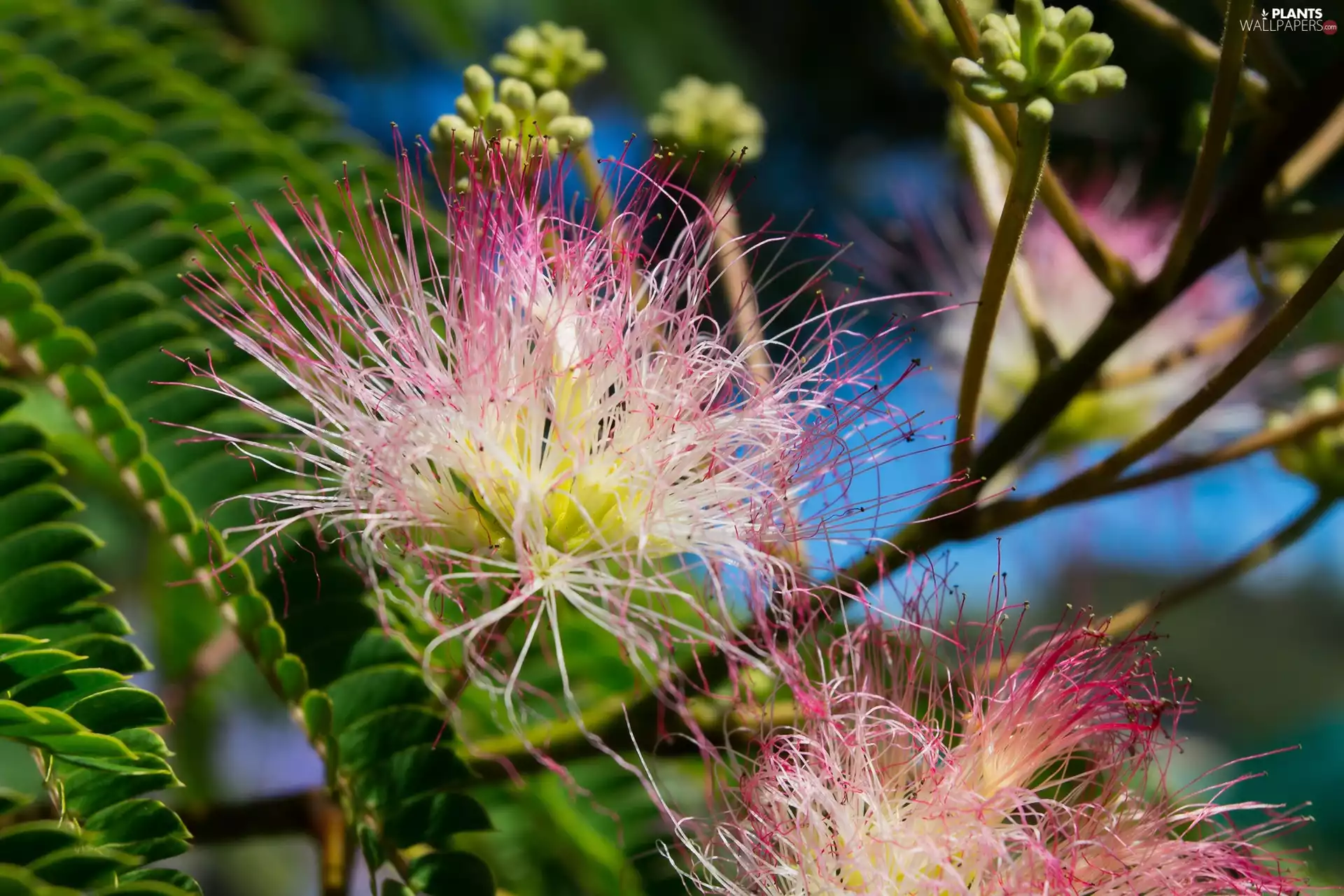 trees, Albizia julibrissin, Flowers