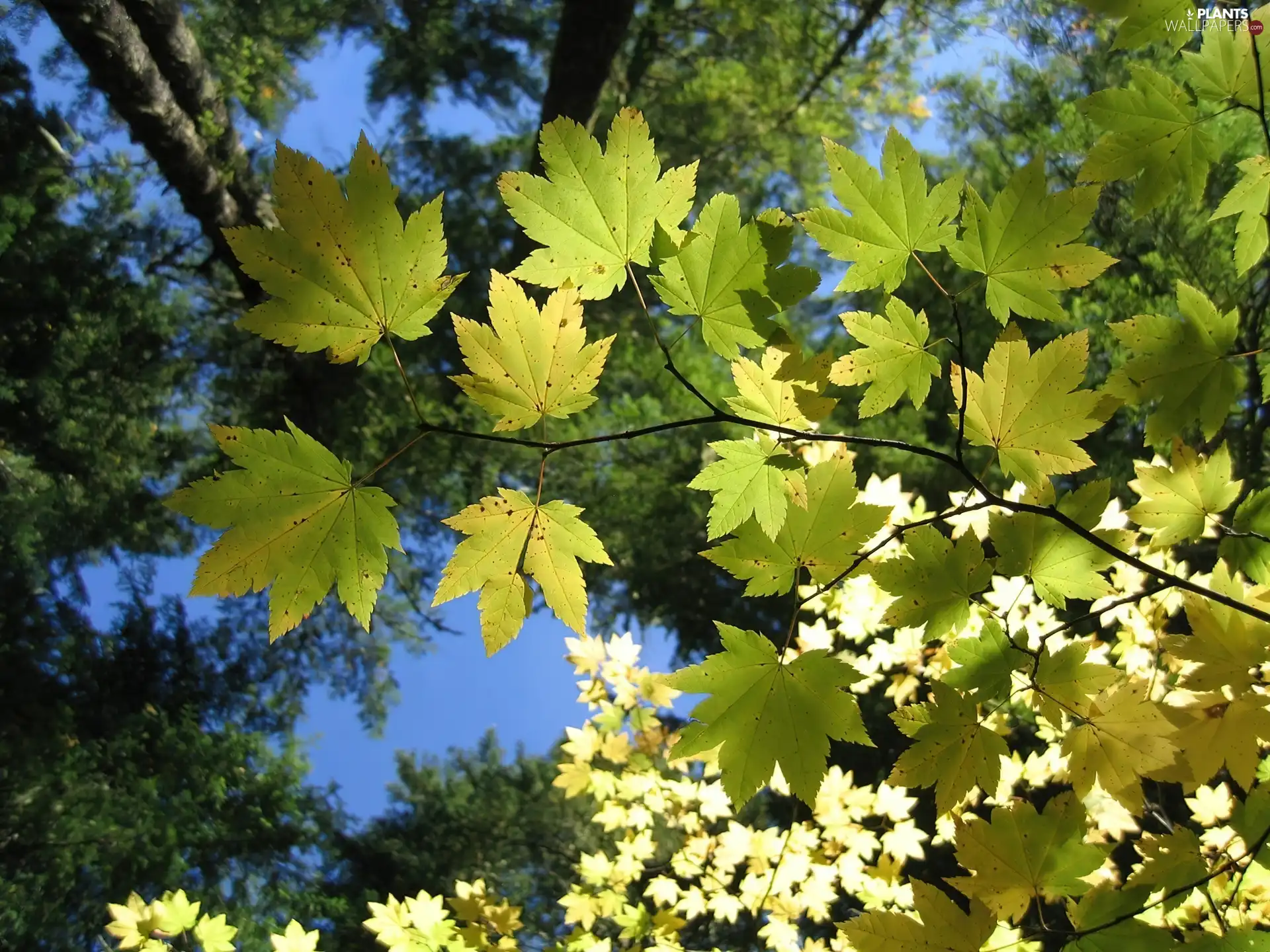 trees, Leaf, Flowers, viewes