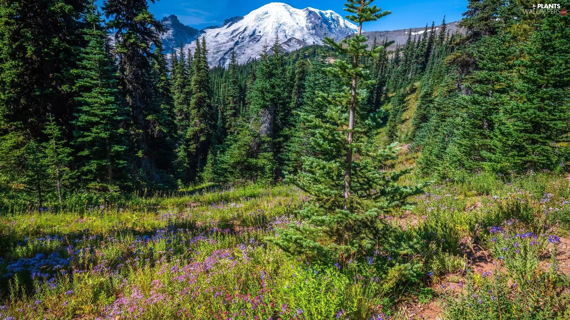 Spruces, Flowers, trees, viewes, Mountains