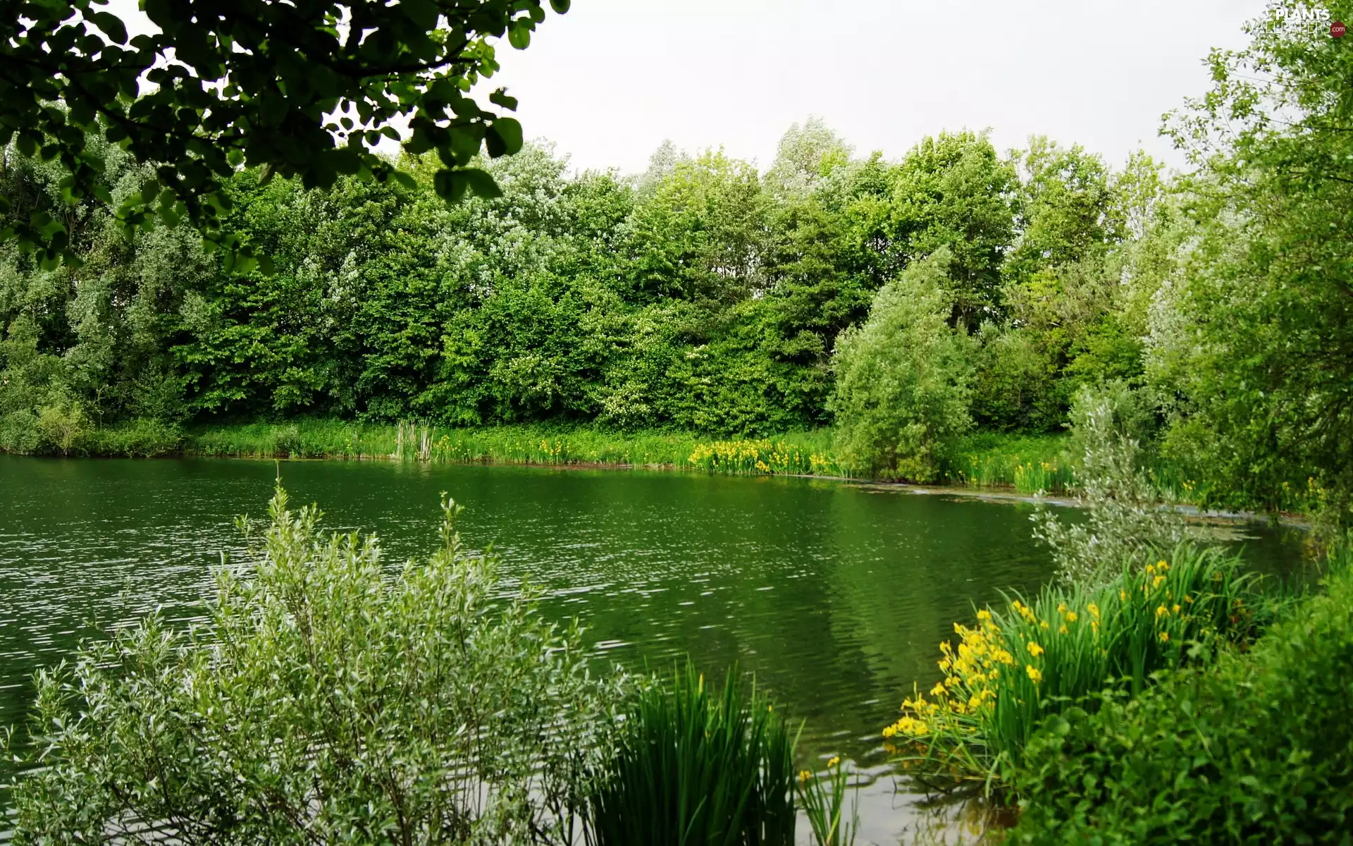 Bush, Flowers, trees, viewes, River