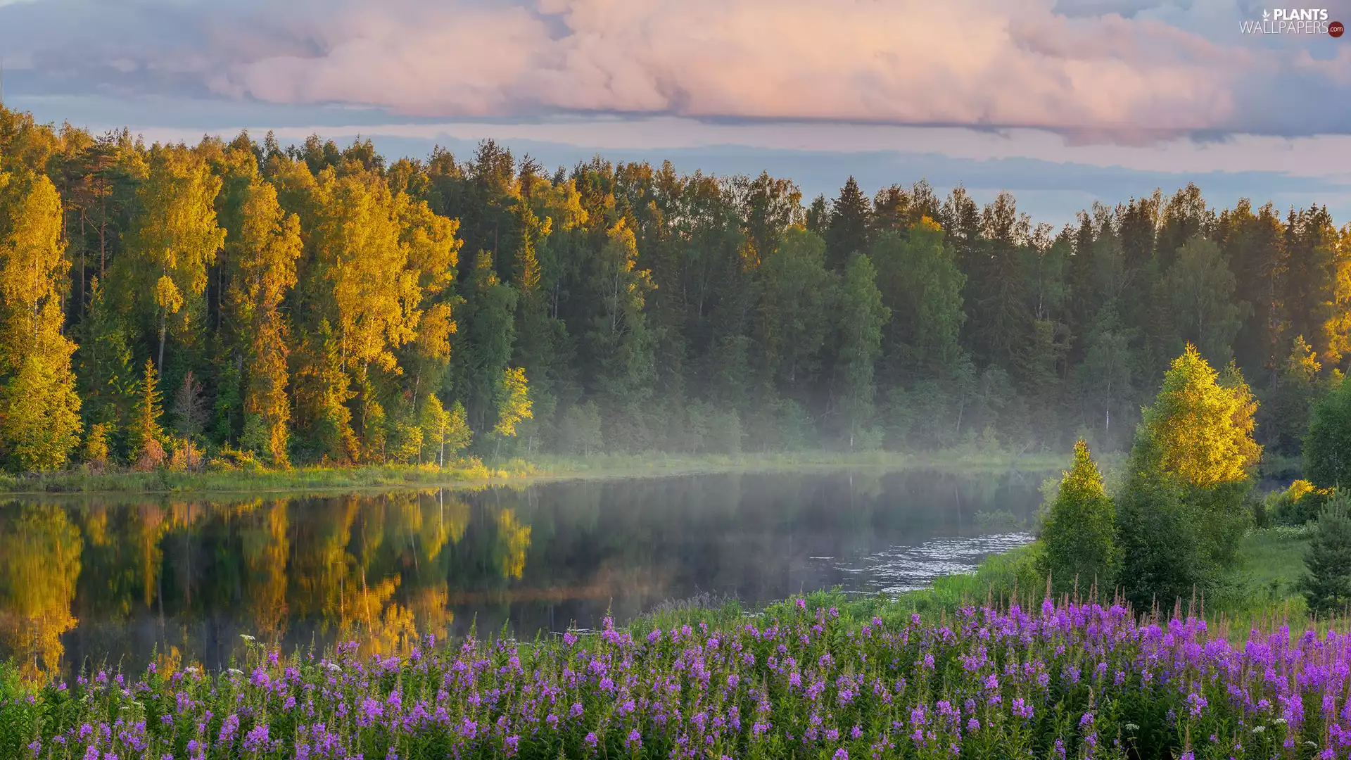 Fog, Flowers, trees, viewes, River