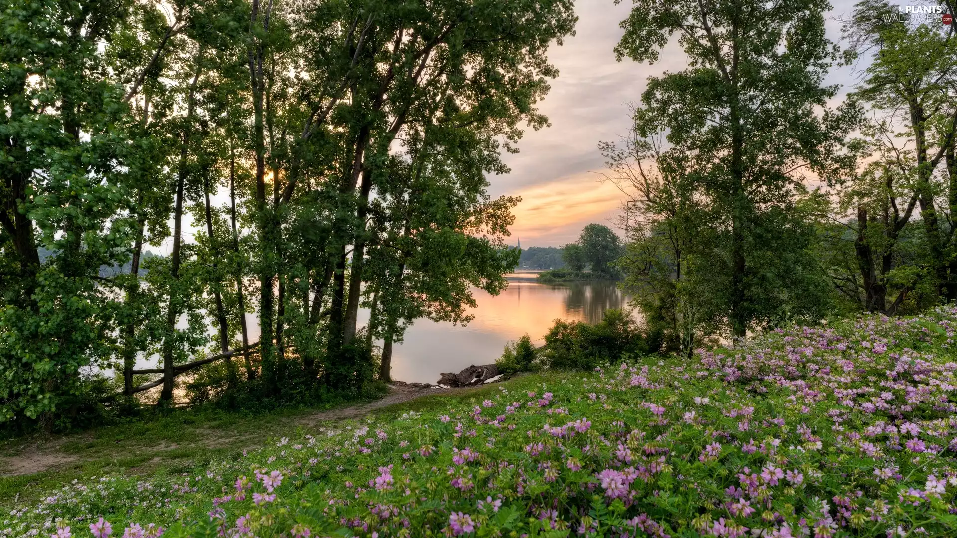 purple, Flowers, trees, viewes, River