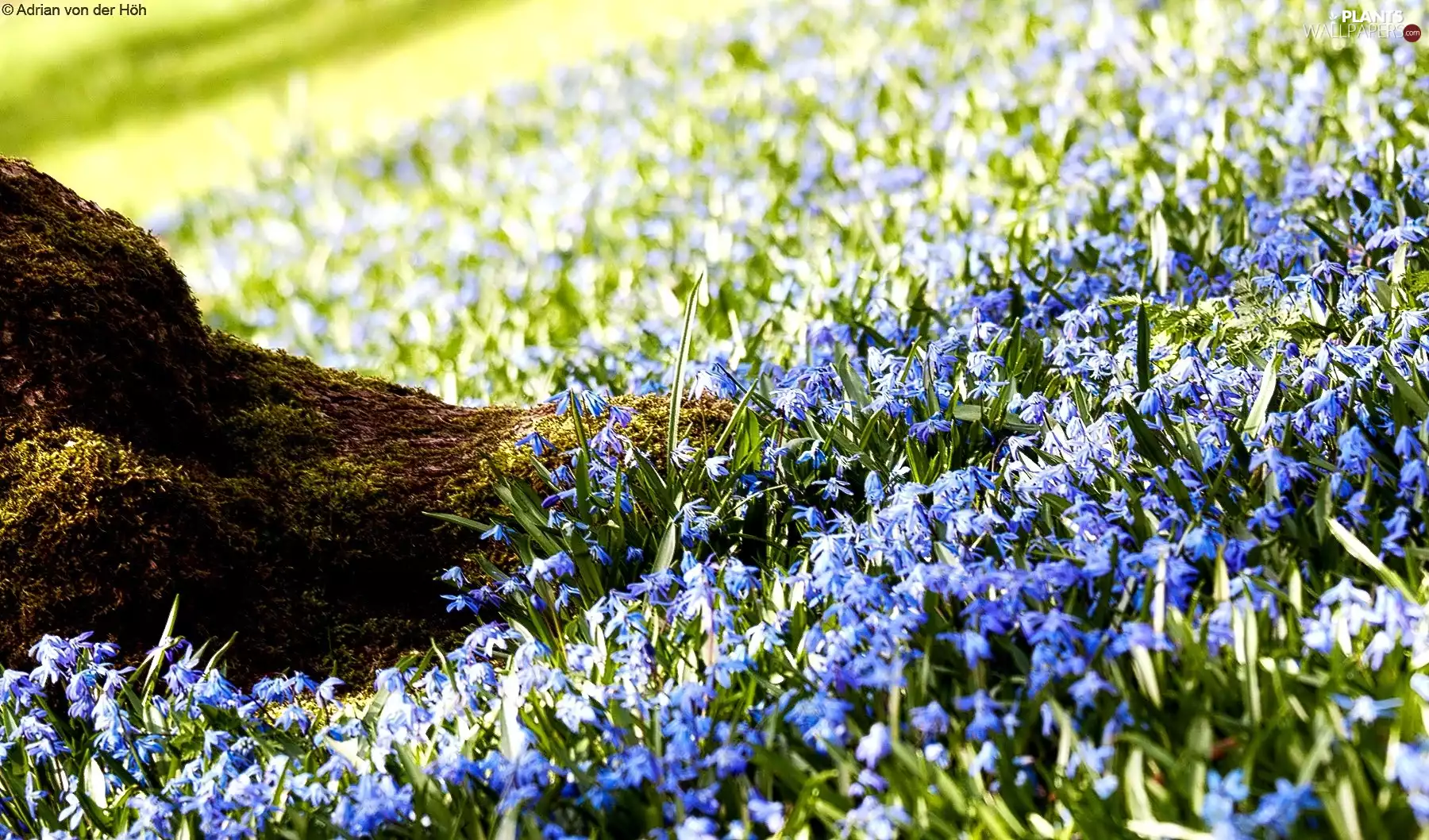 Moss, Flowers, trees, viewes, trunk