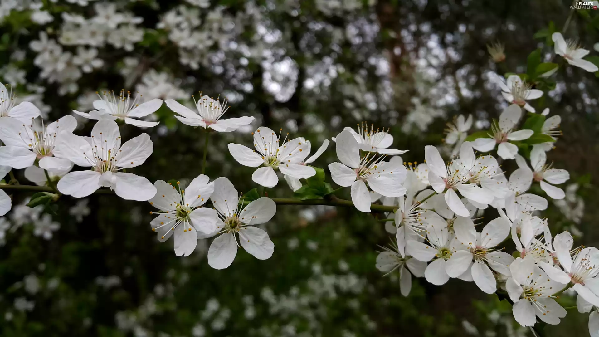 White, Flowers, trees, fruit, twig