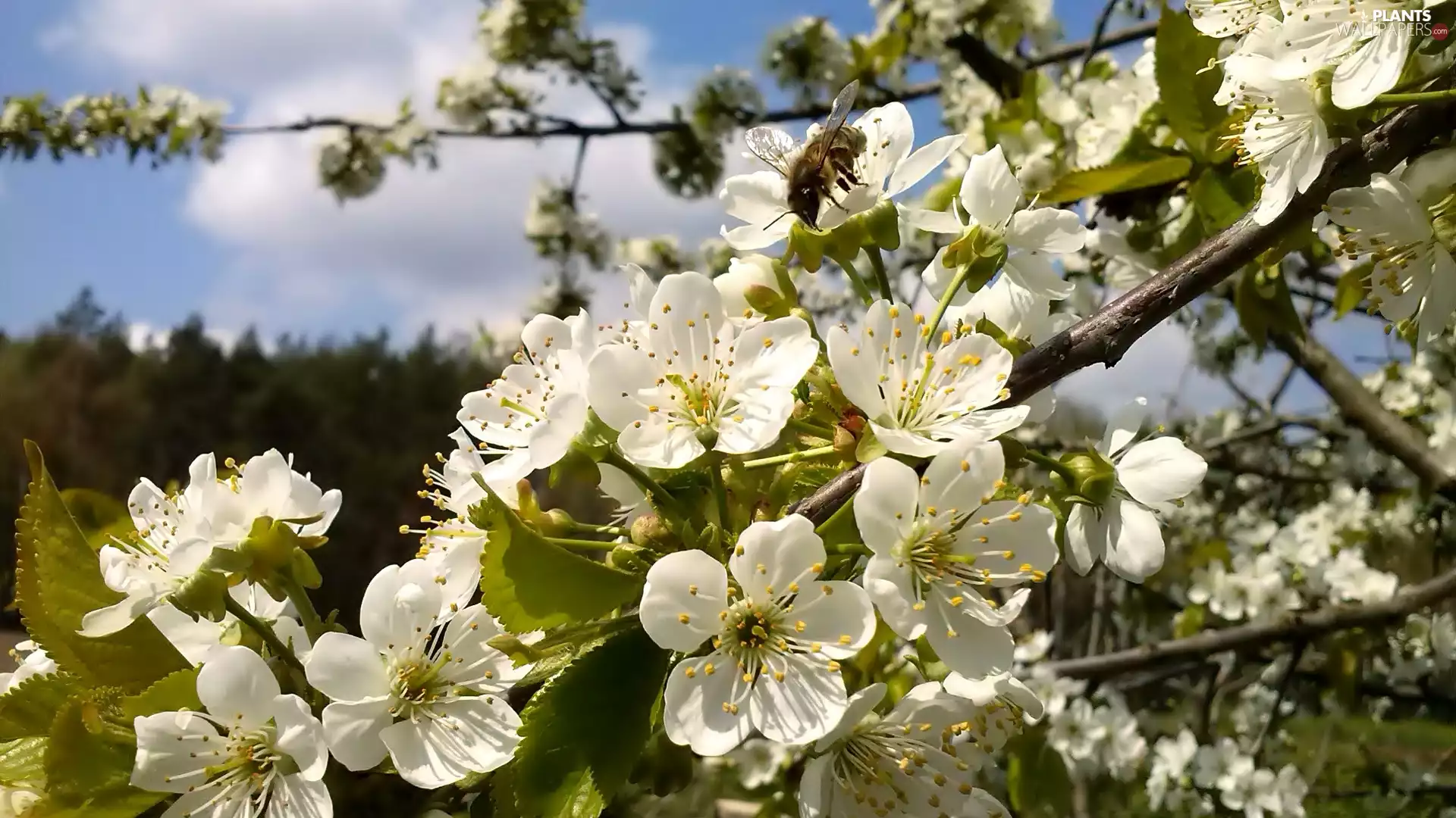 White, Flowers, trees, fruit, twig