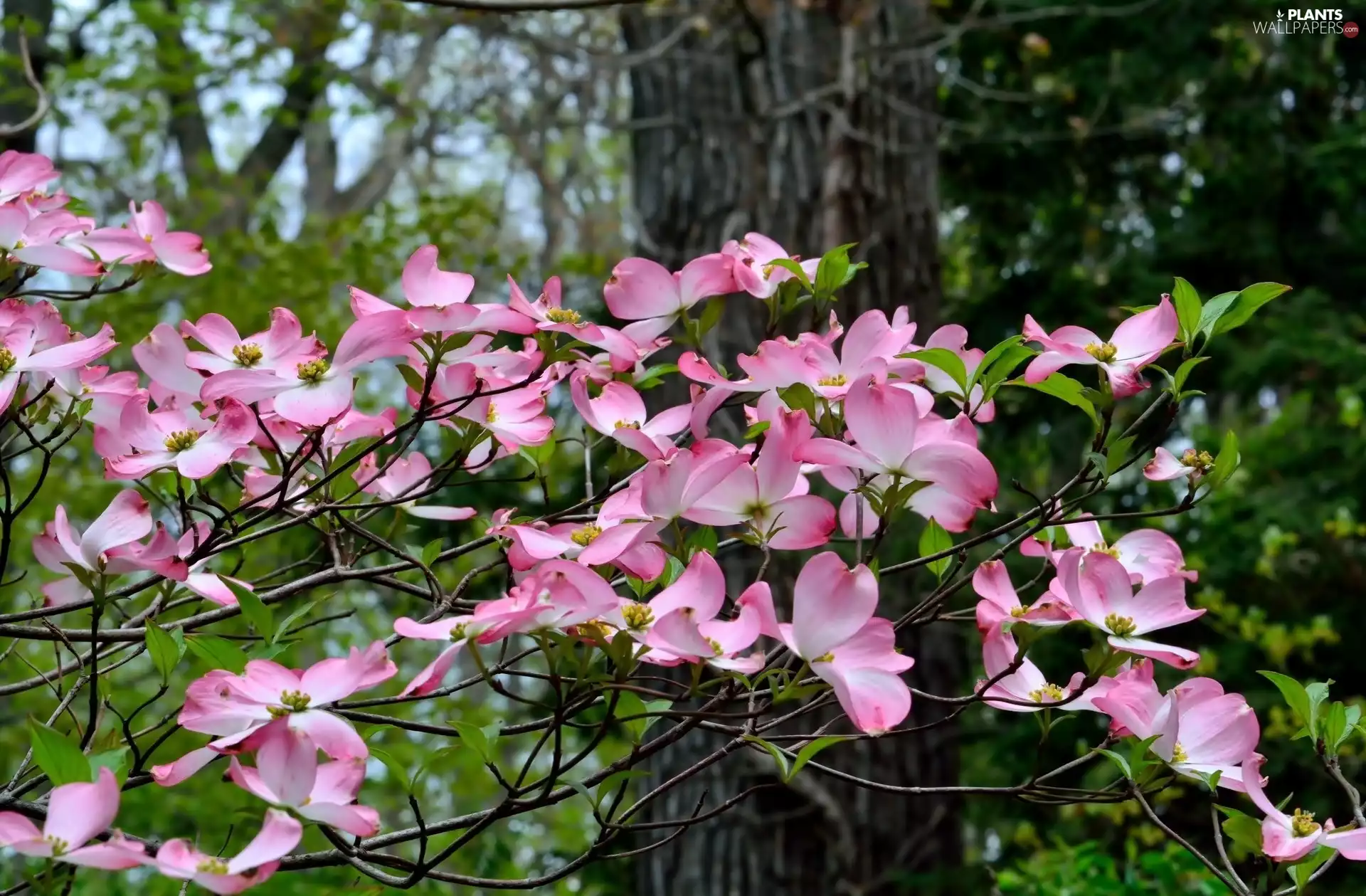 Pink, Flowers, trees, viewes, twig
