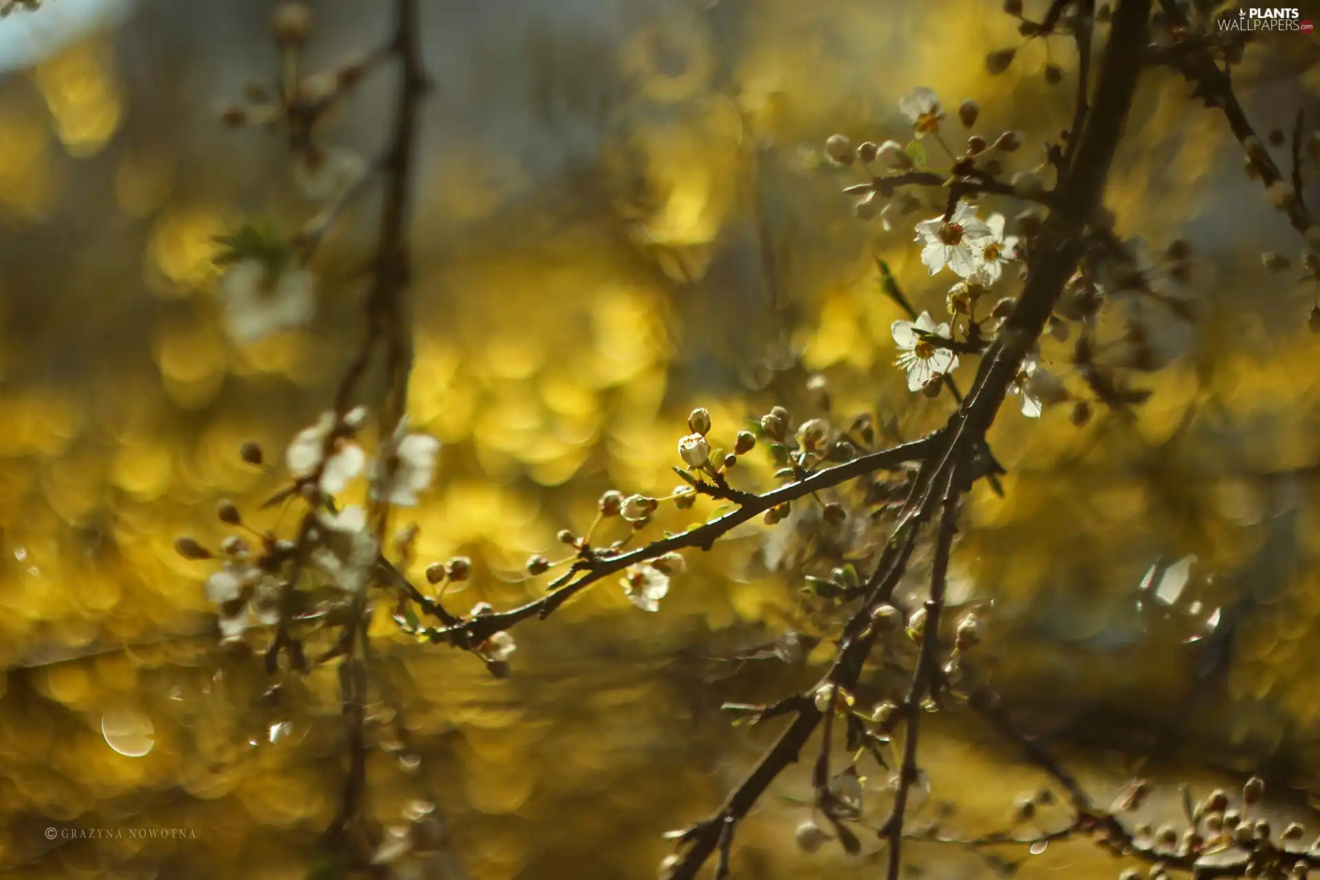 trees, White, Flowers, fruit