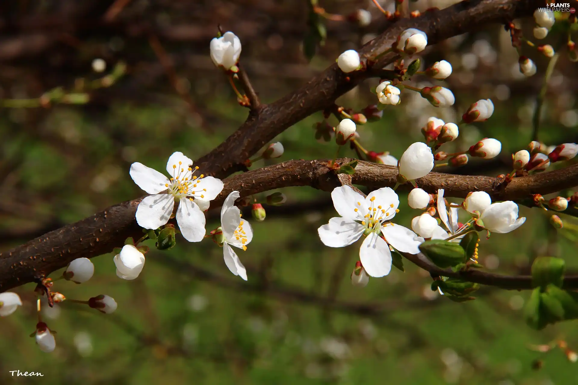 trees, White, Flowers, fruit