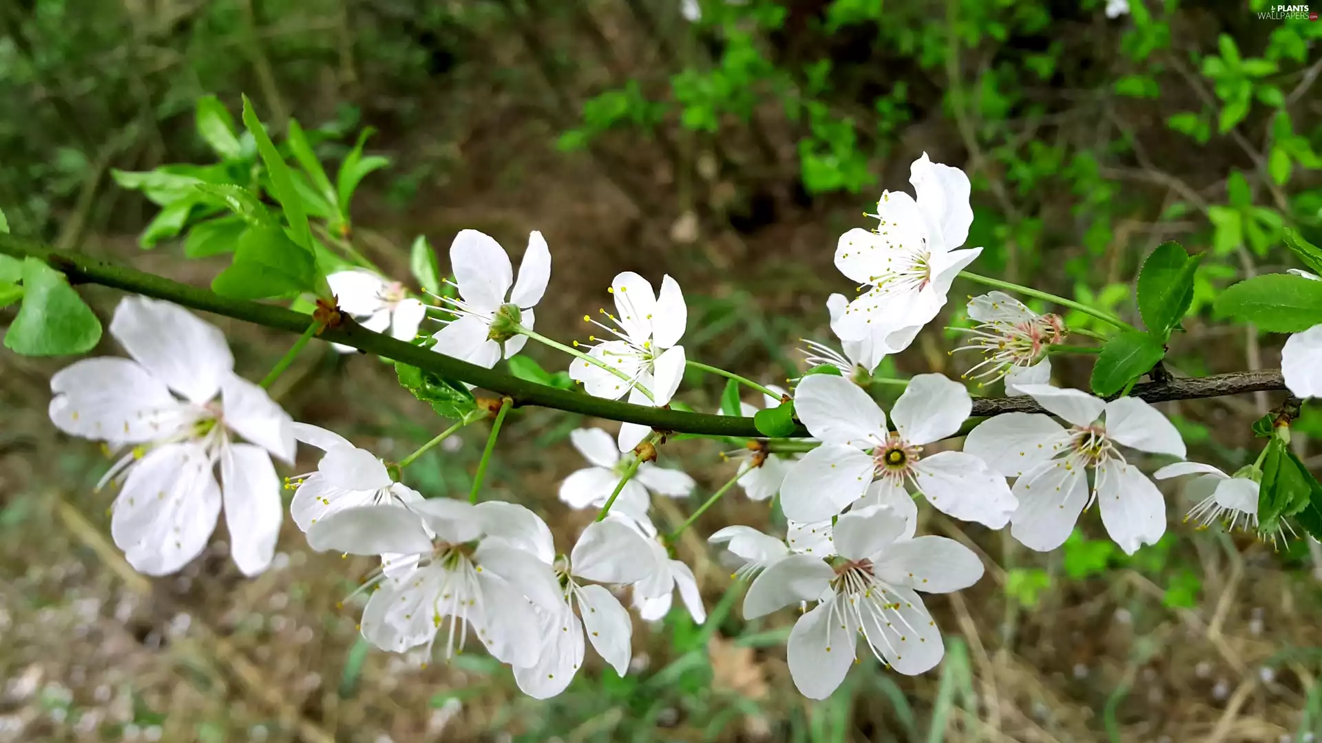 viewes, twig, White, Flowers, fruit, trees