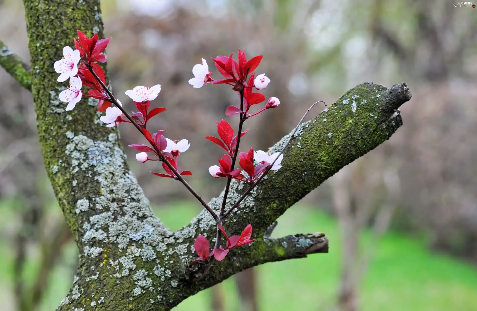 trees, Flowers