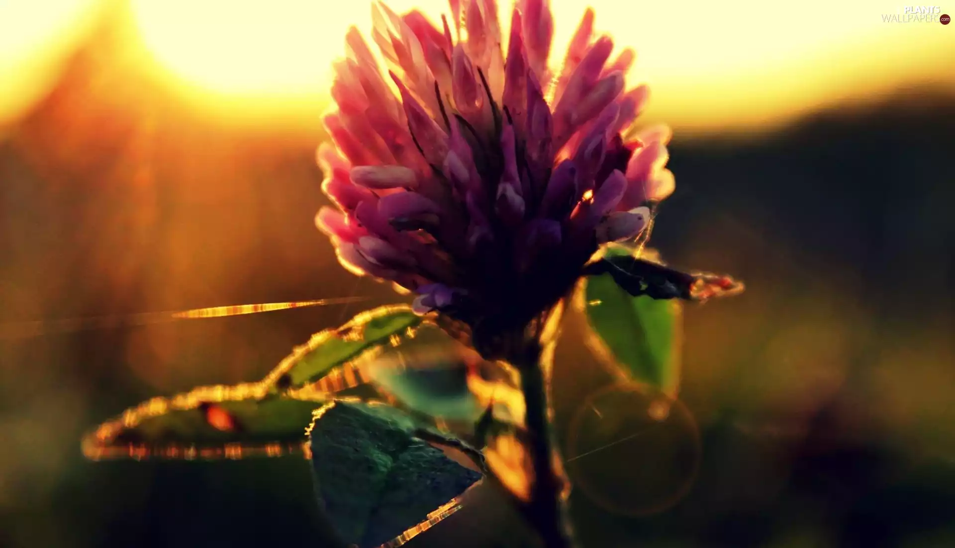 trefoil, Pink, Colourfull Flowers