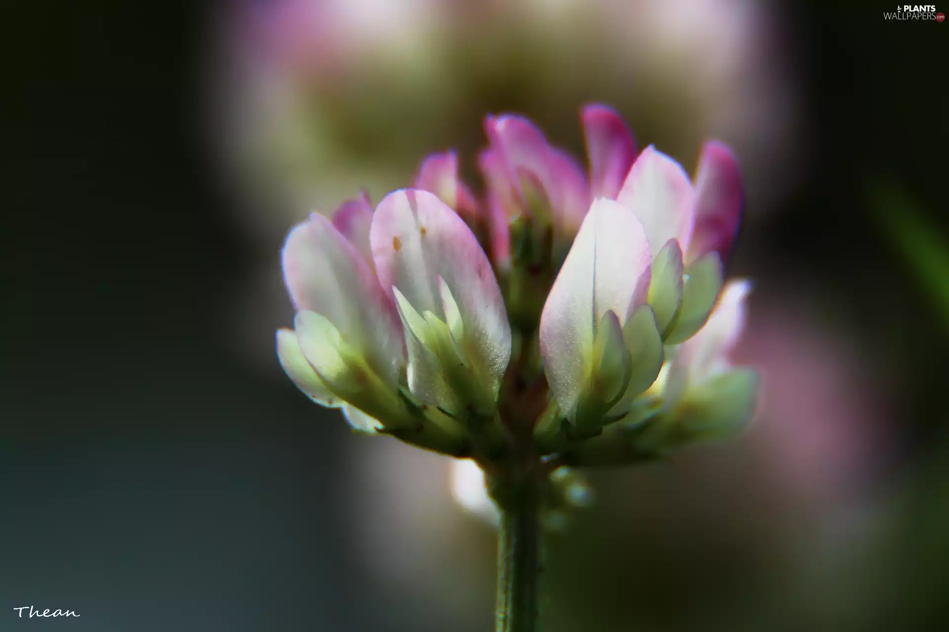 Colourfull Flowers, trefoil, white-pink