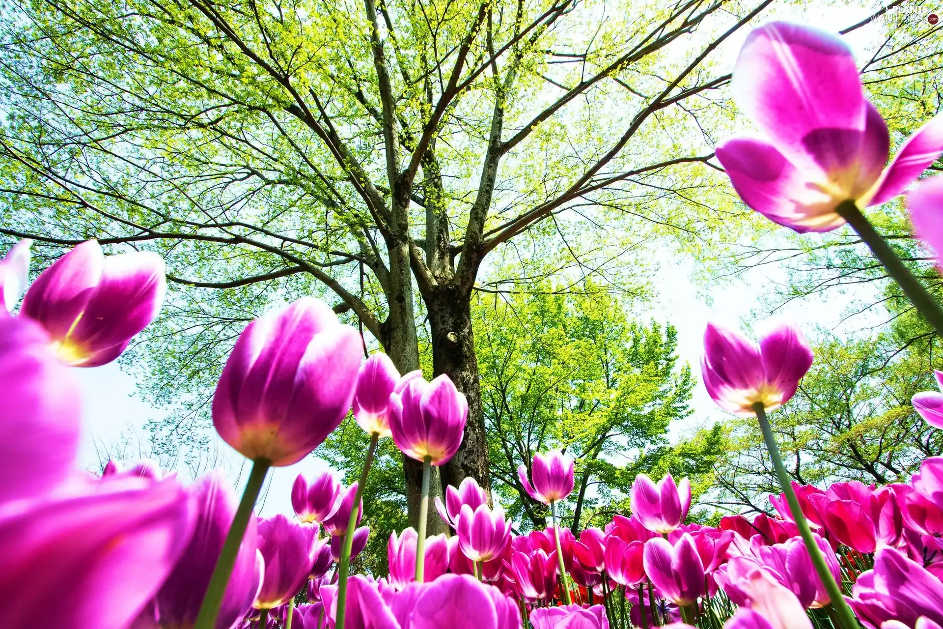 Tulips, trees, viewes, Flowers