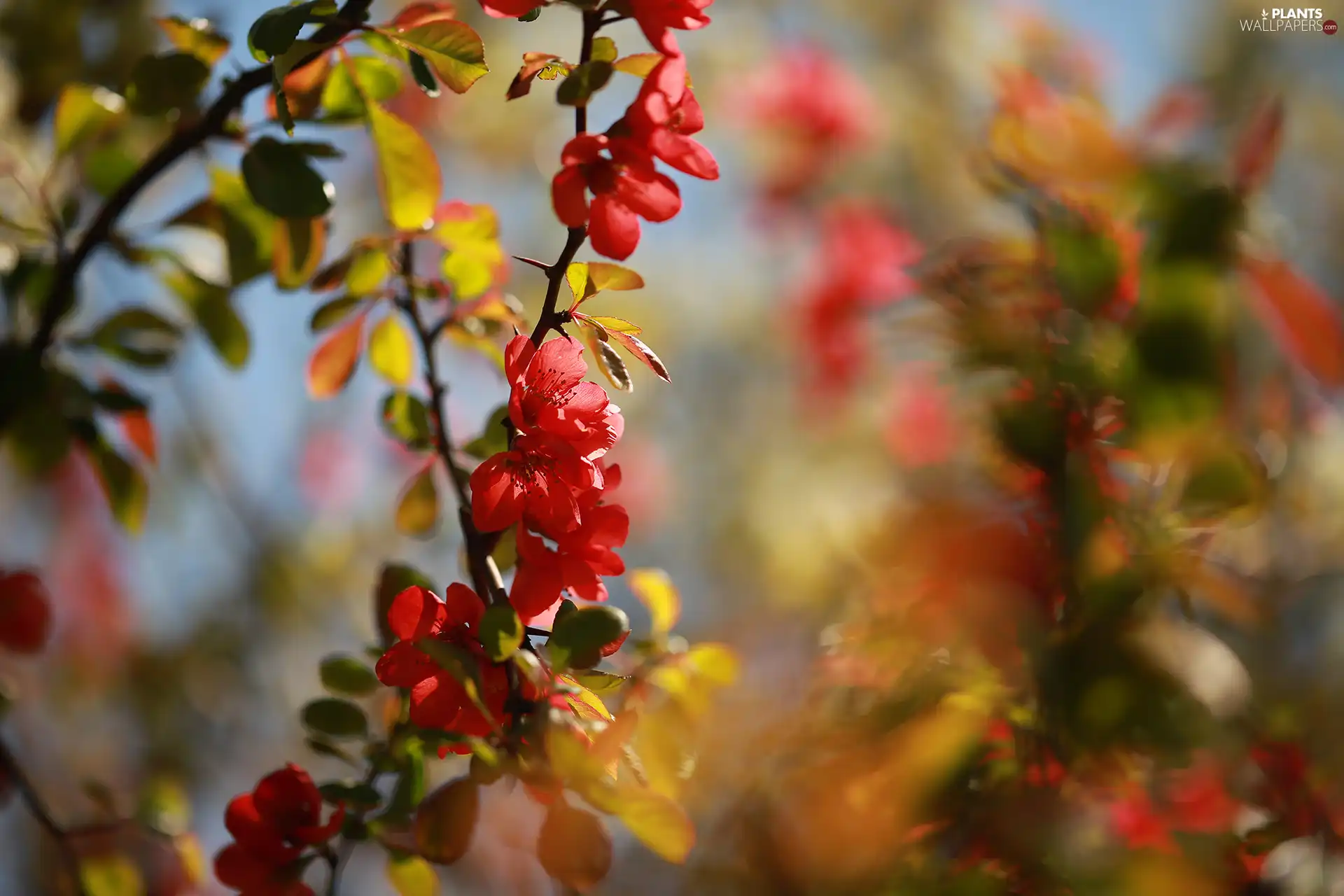 Flowers, Chaenomeles, twig