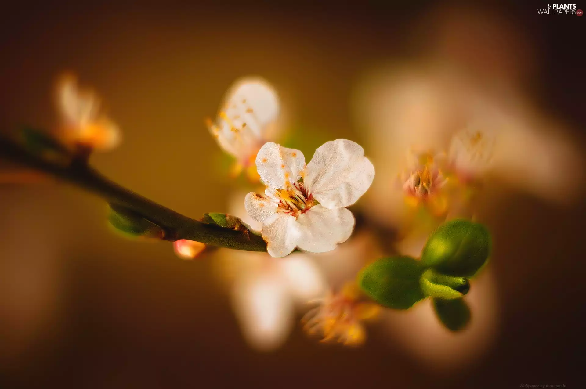 mirabelle, Close, Colourfull Flowers, sapling, twig