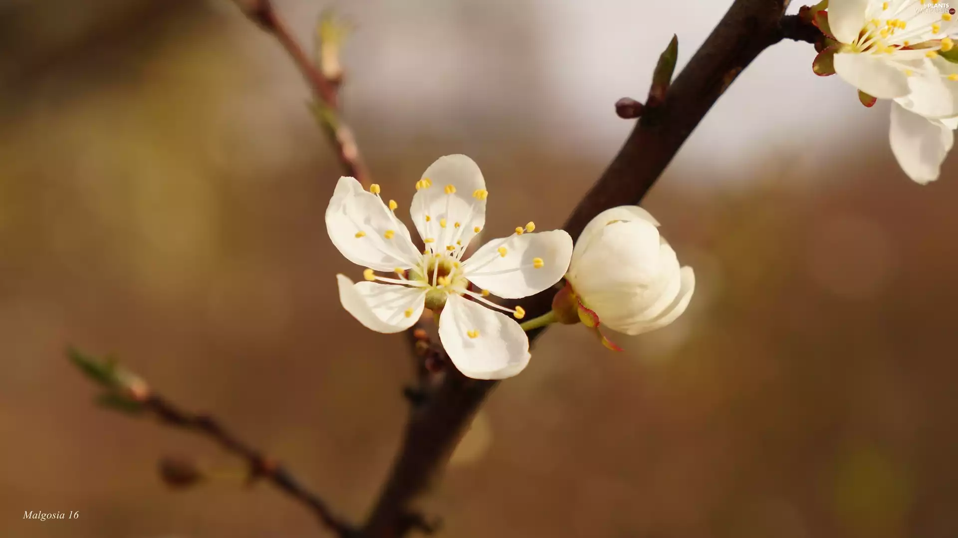 twig, White, Colourfull Flowers