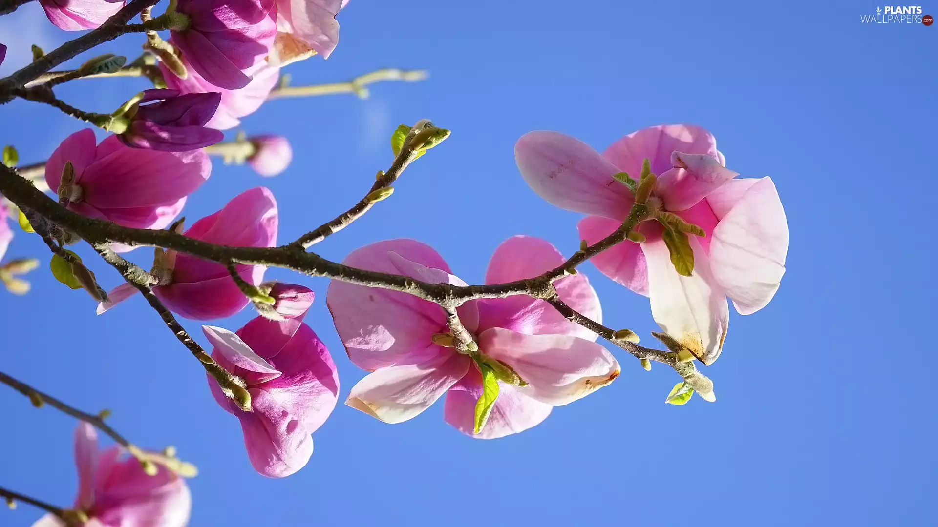 twig, Magnolia, Sky, Flowers