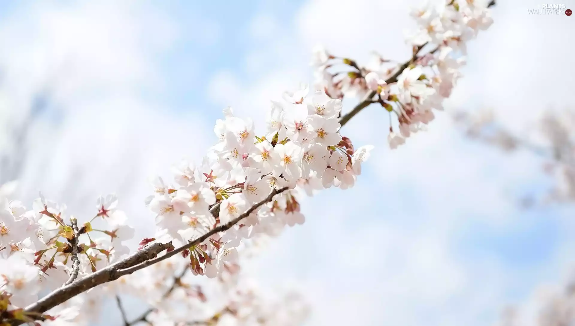 cherry, Flowers, twig, Fruit Tree