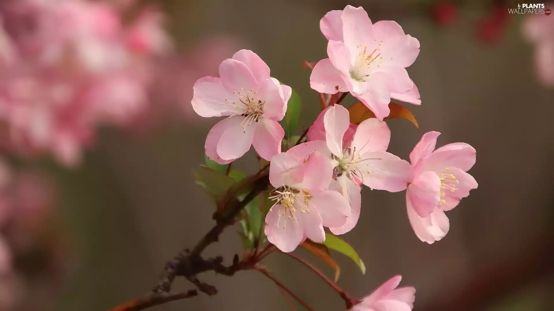 twig, Fruit Tree, Flowers