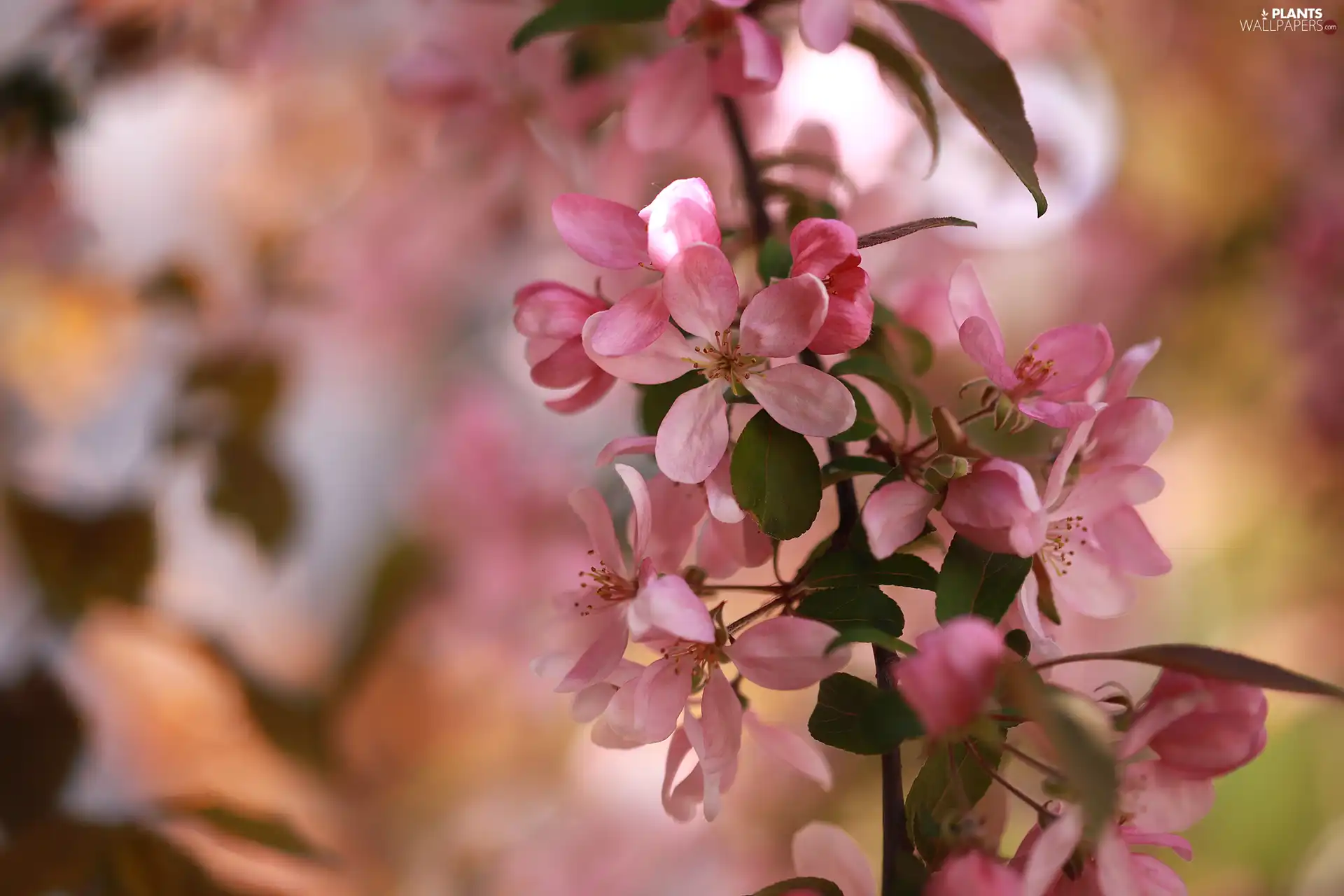 Fruit Tree, twig, Flowers, apple-tree, Pink