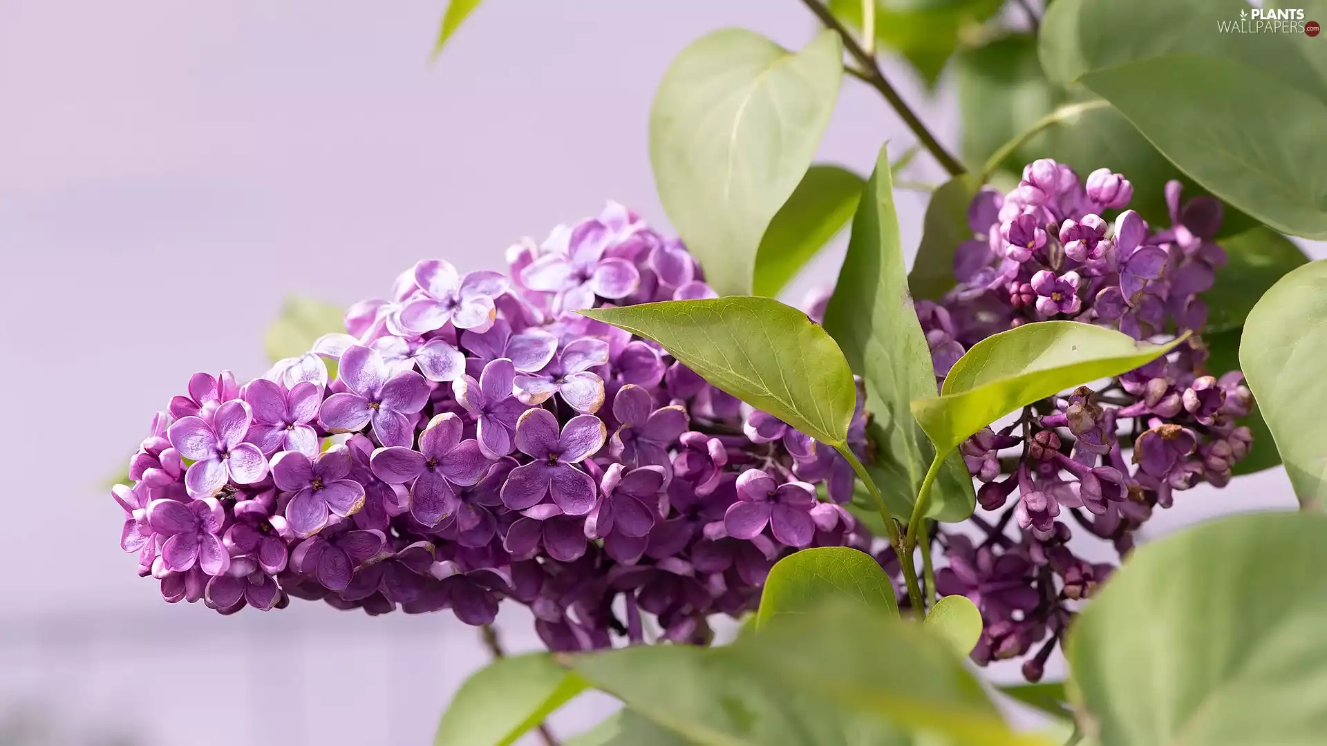 Colourfull Flowers, twig, Leaf, without