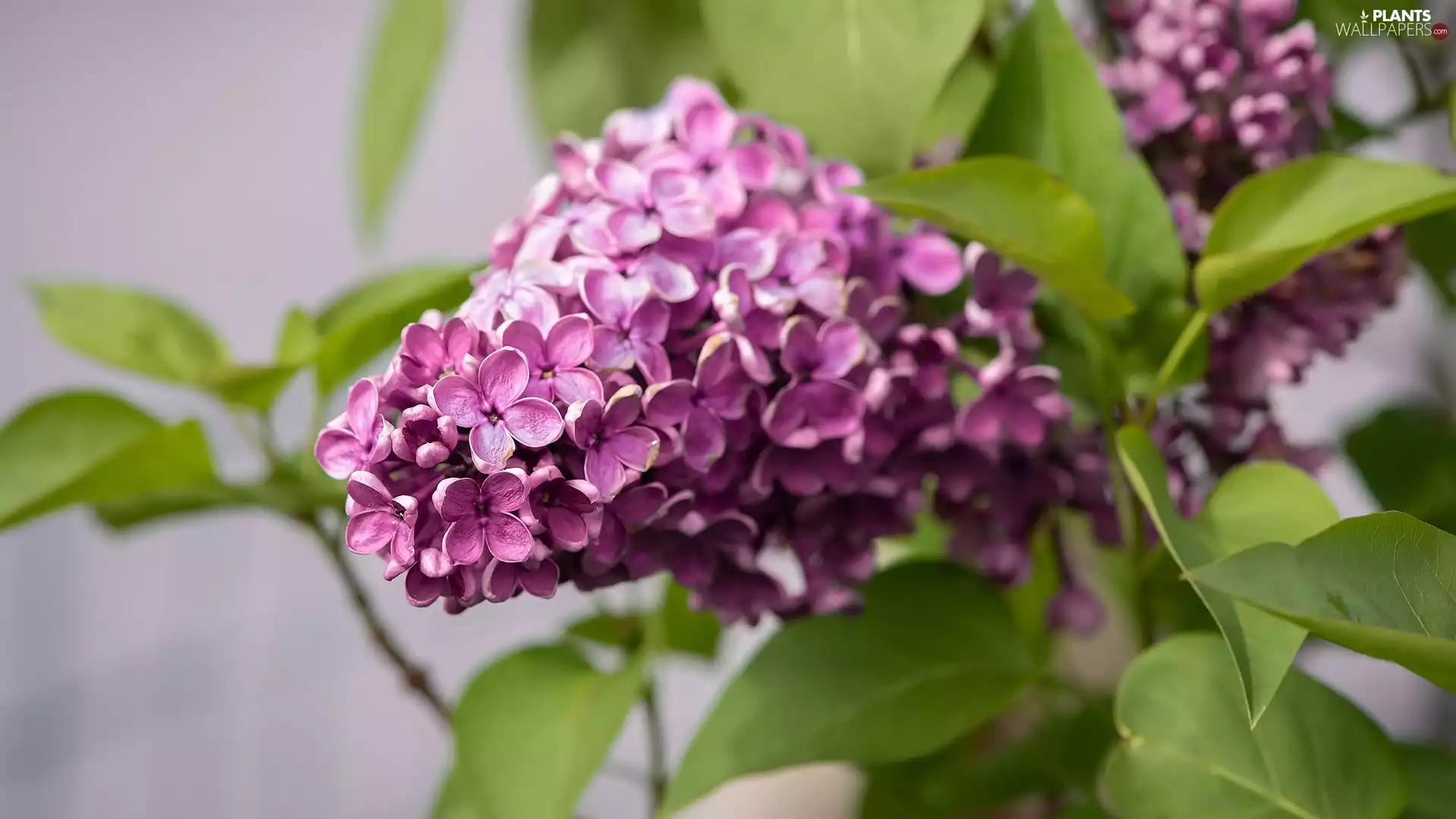 twig, Violet, without, Flowers