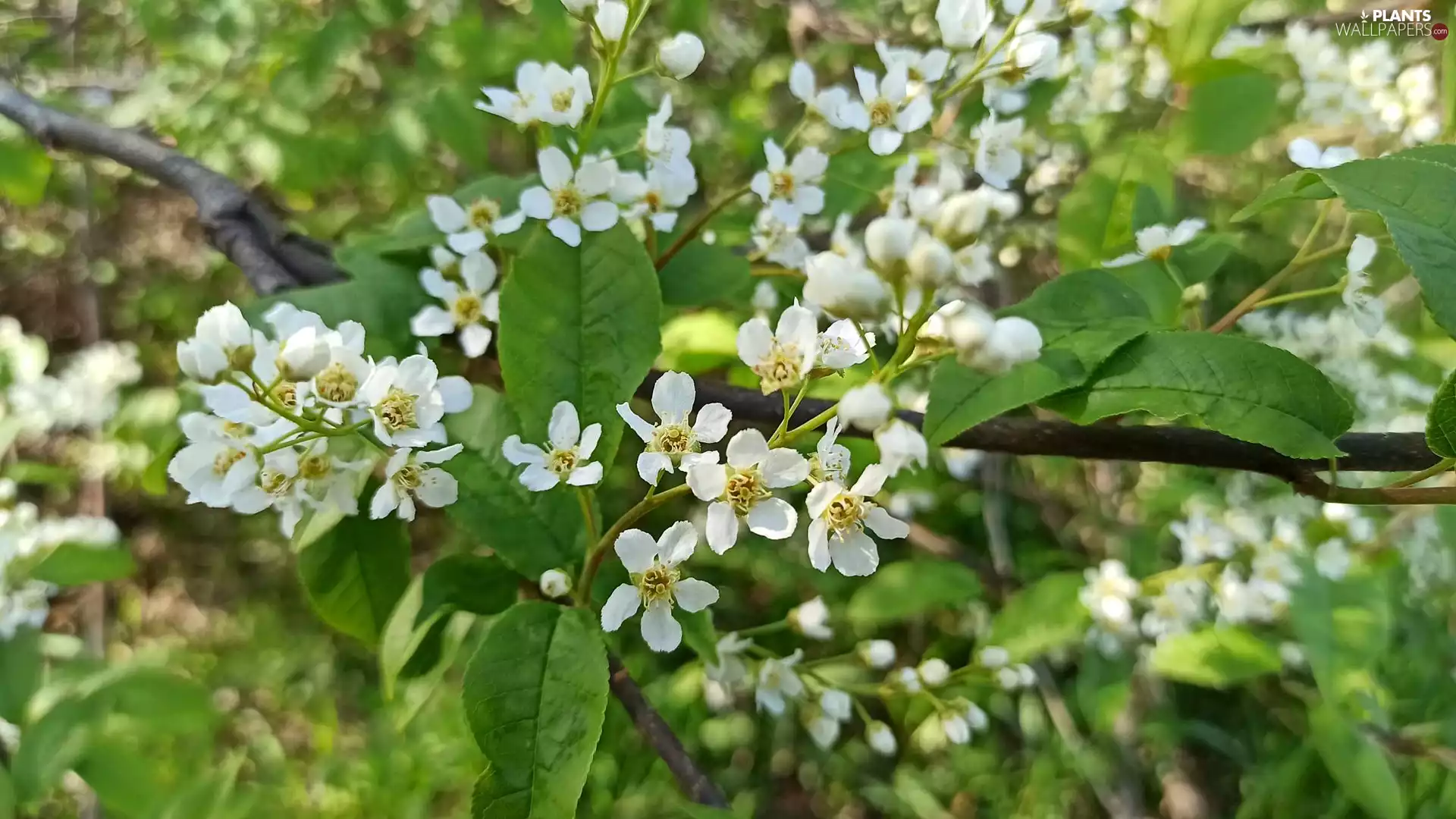 Bush, Flowers, Twigs, Bird Cherry