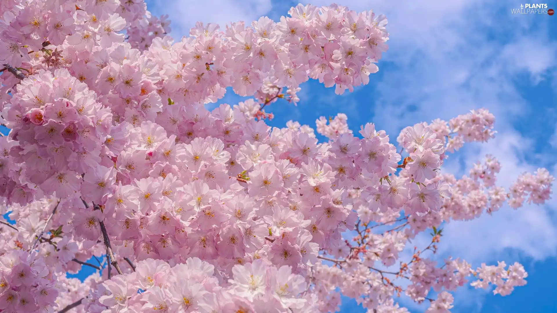 Japanese Cherry, Twigs, Flowers, Fruit Tree, Pink