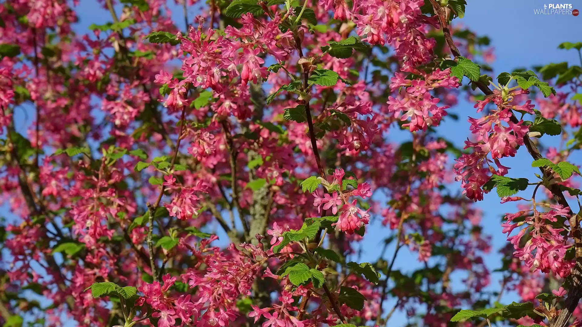 Bush, Flowers, Twigs, Bloody Currant