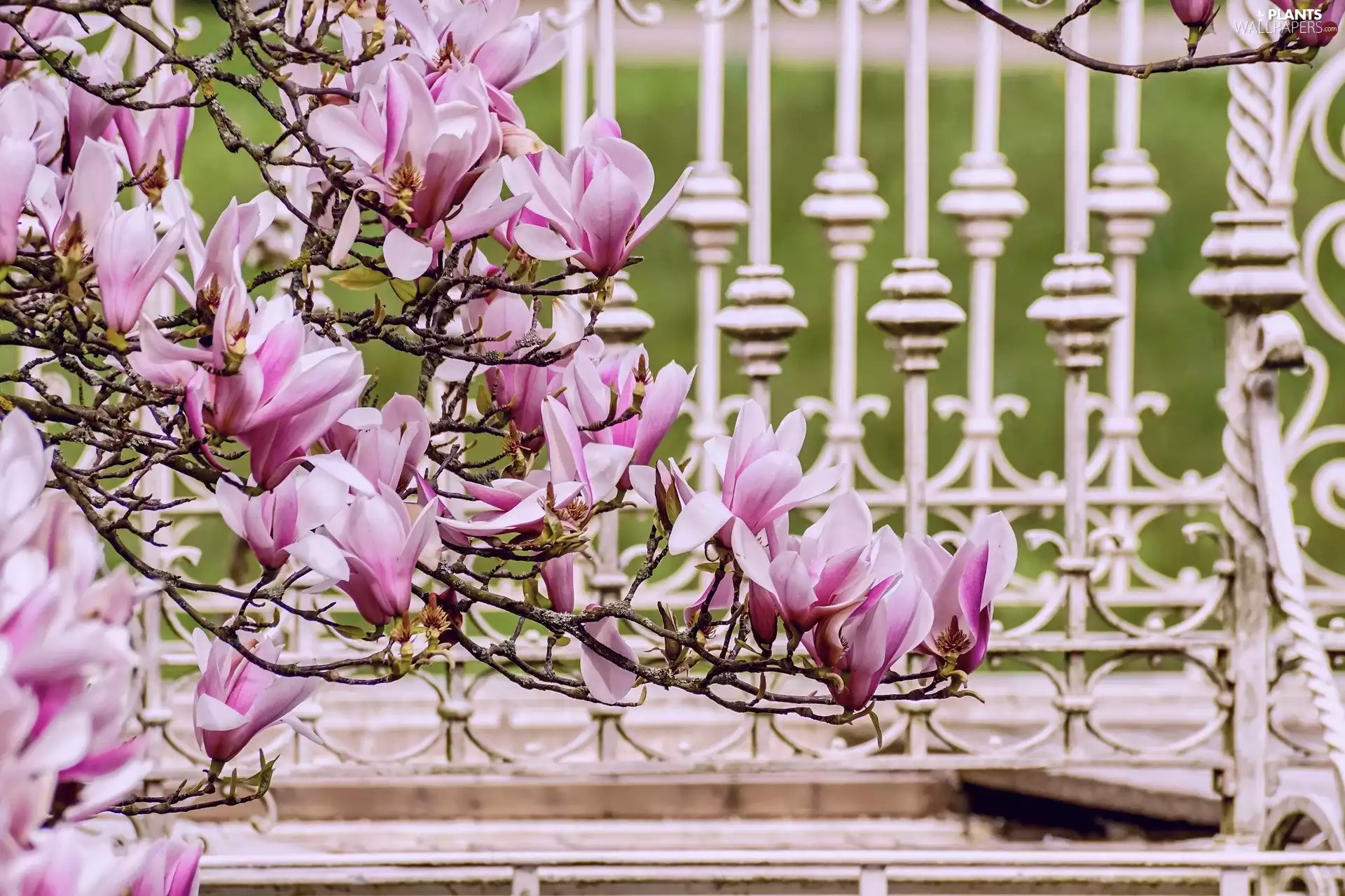 Twigs, Magnolia, fence, Flowers
