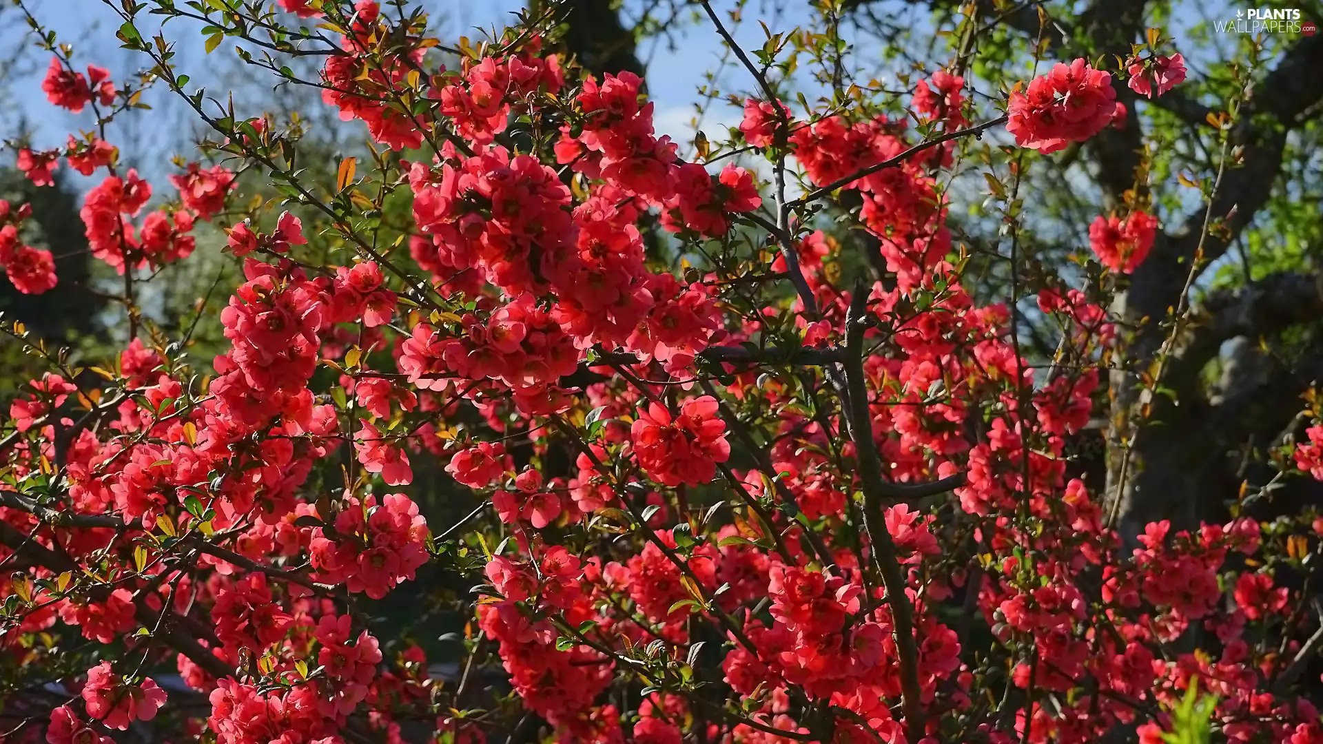 Twigs, Japanese Quince, Flowers