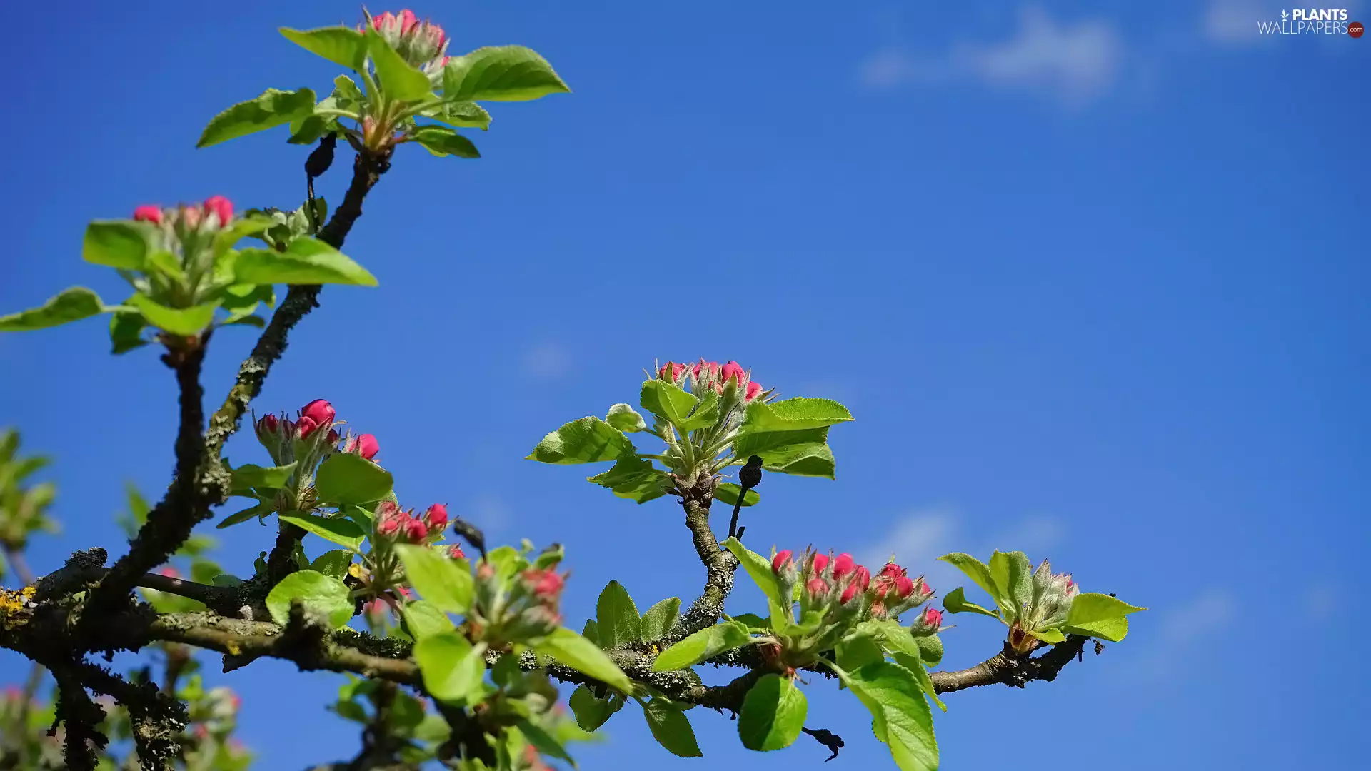 Twigs, Fruit Tree, Flowers