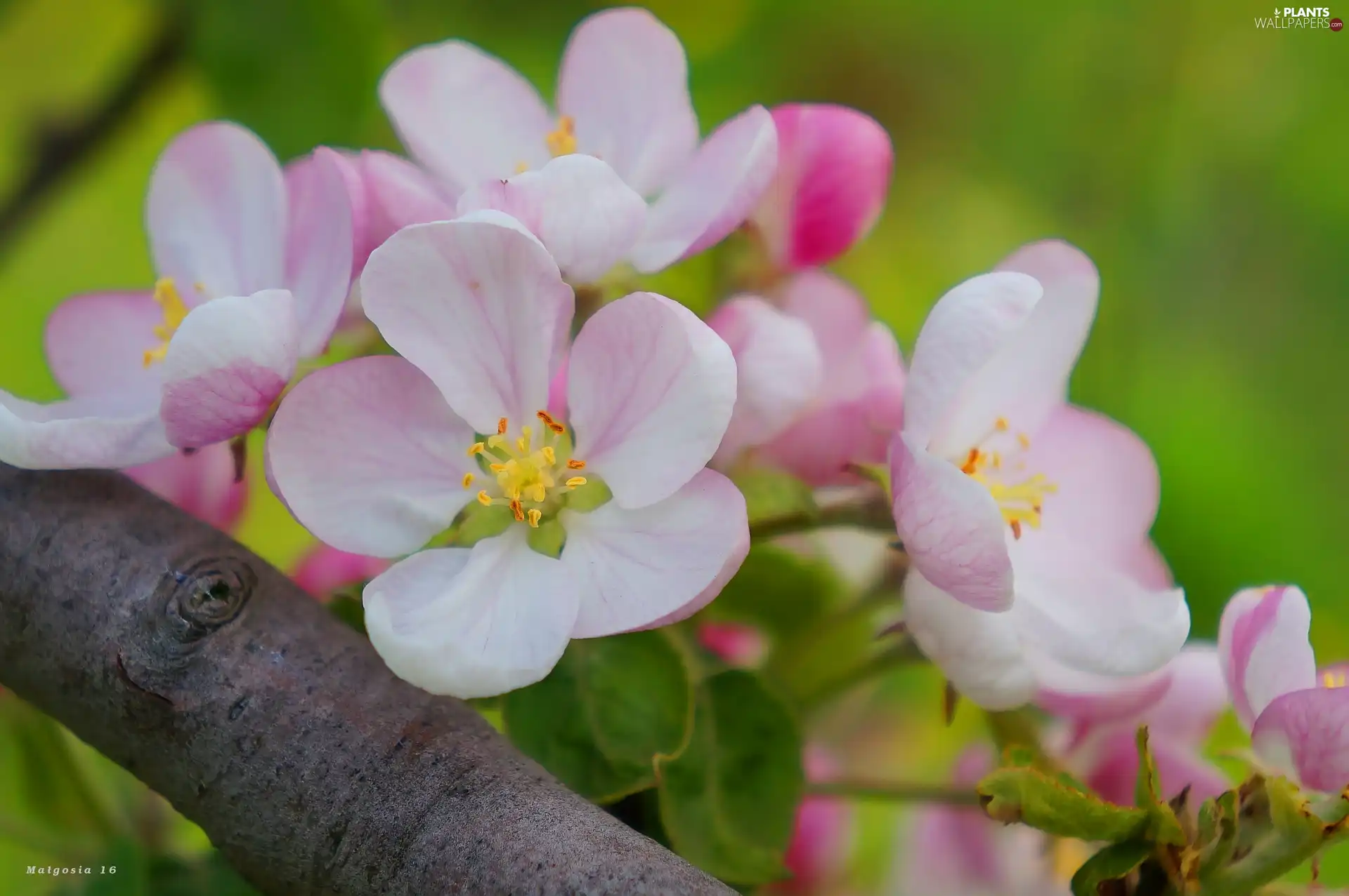 Flowers, Twigs, fruit, flourishing, trees