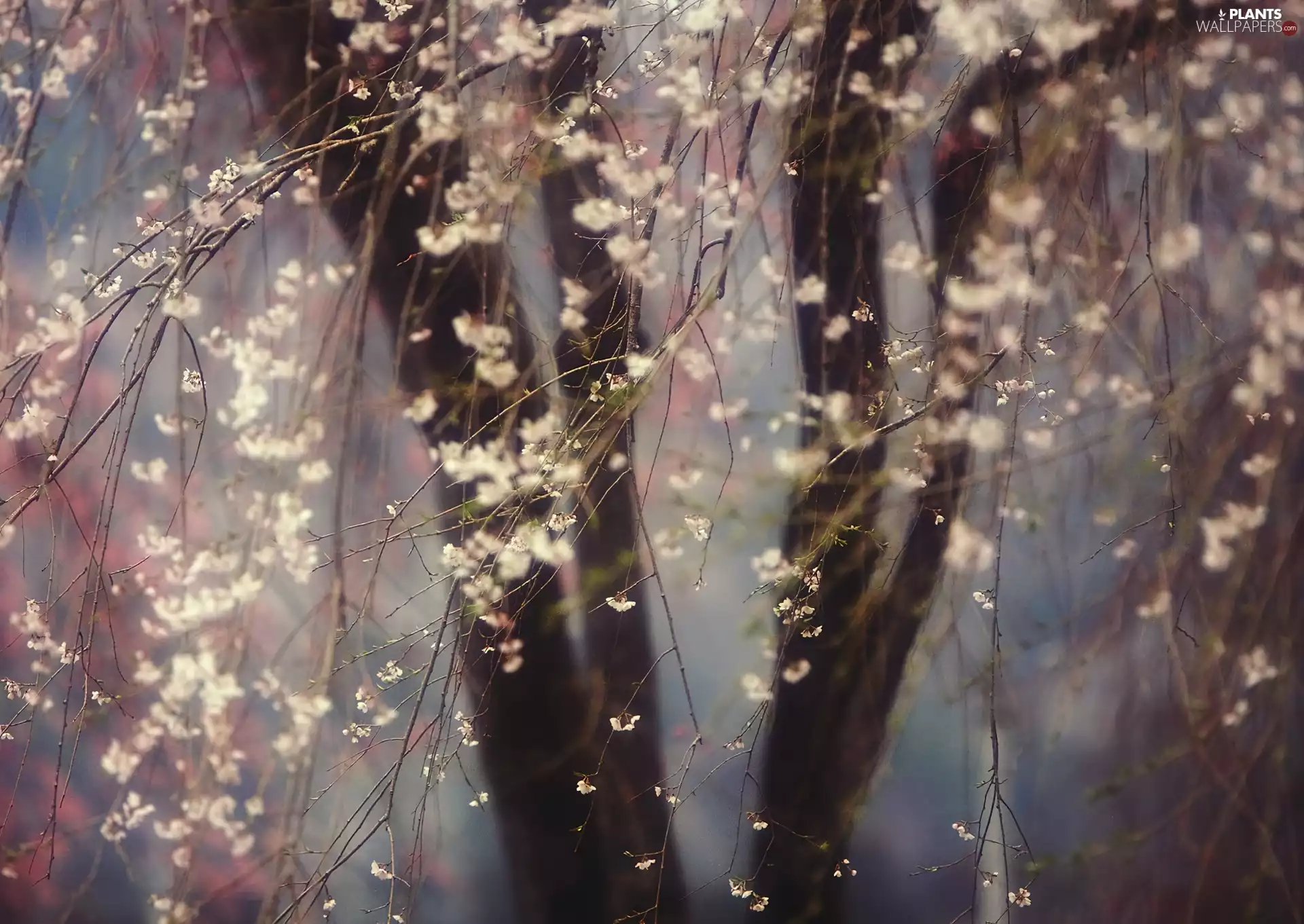 Flowers, trees, Twigs