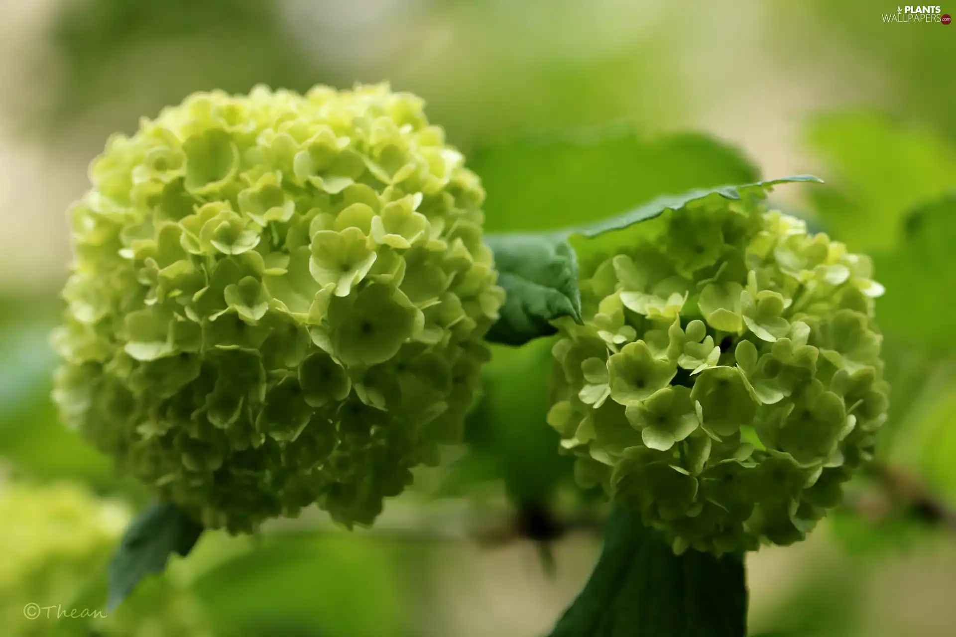 Viburnum, White, Flowers, Bush