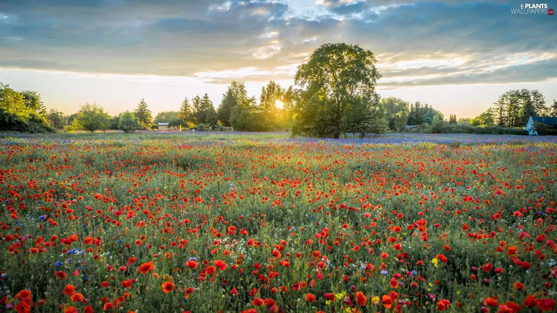 Flowers, Meadow, papavers, cornflowers, sun, clouds, viewes, Houses, trees