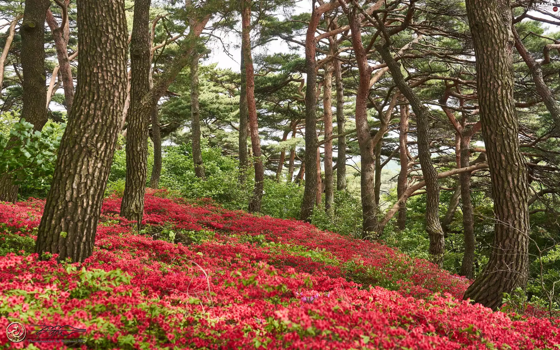 Red, Flowers, viewes, forest, trees