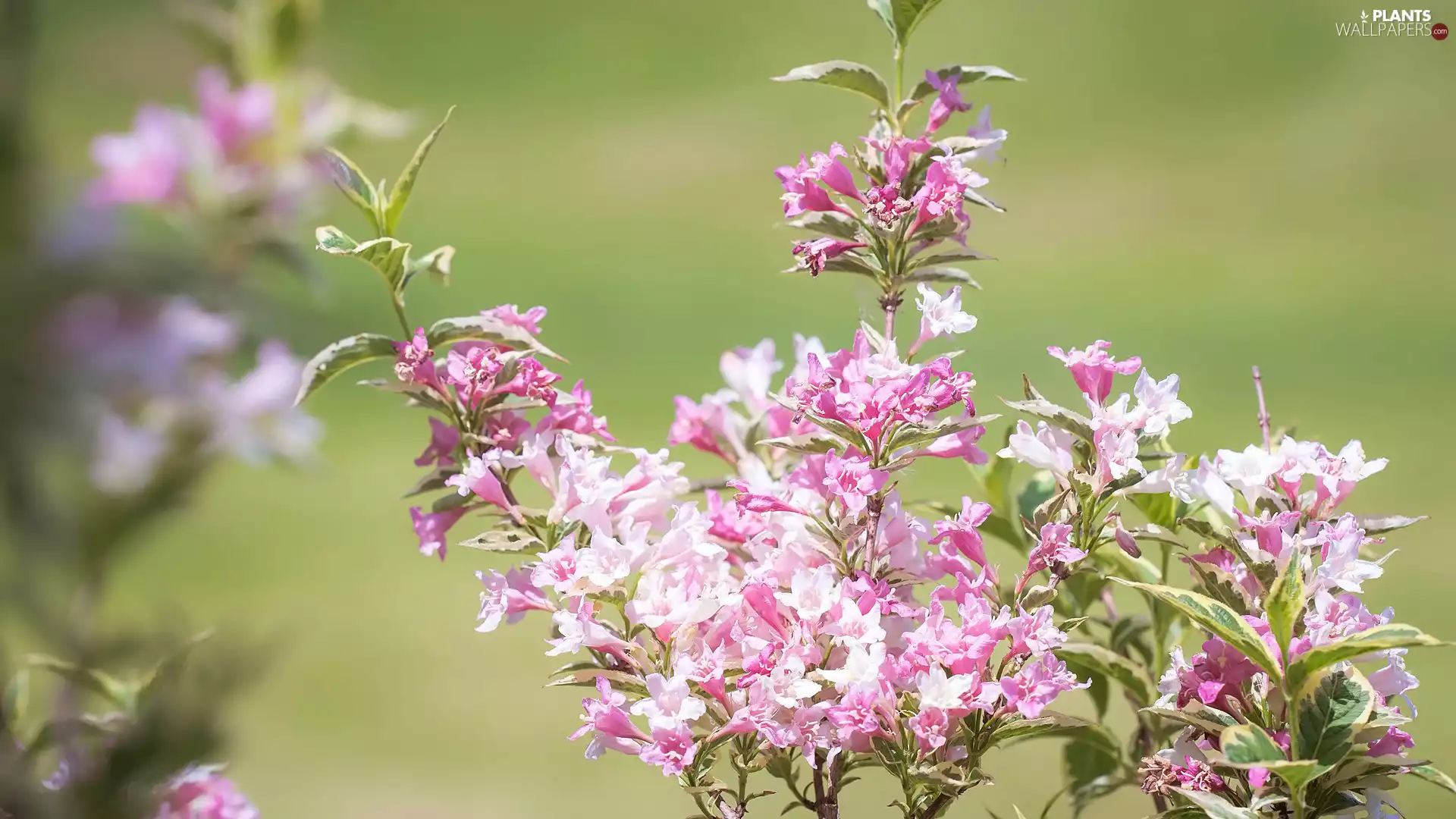 Flowers, Plants, Weigela
