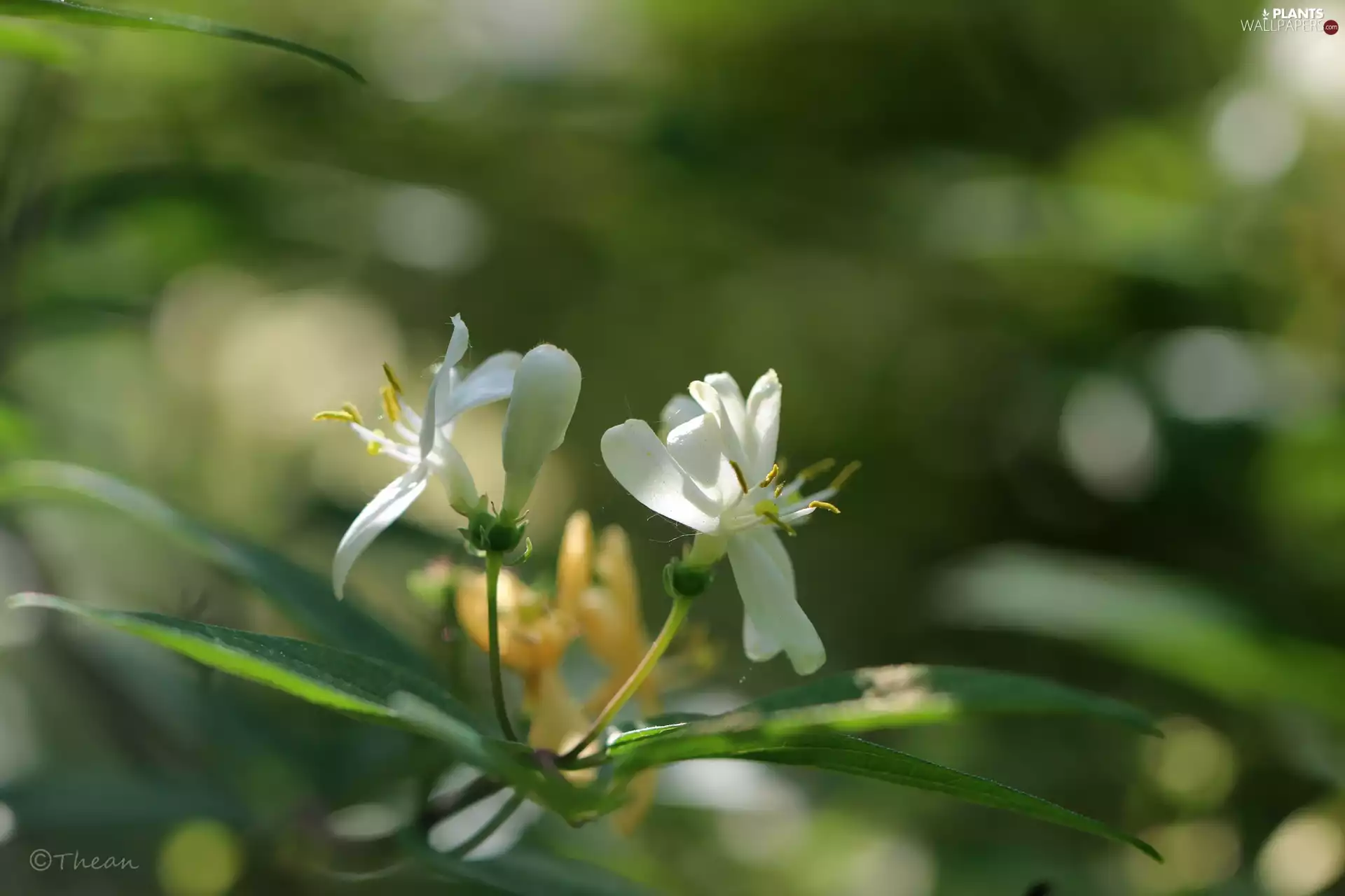 Flowers, Bush, White