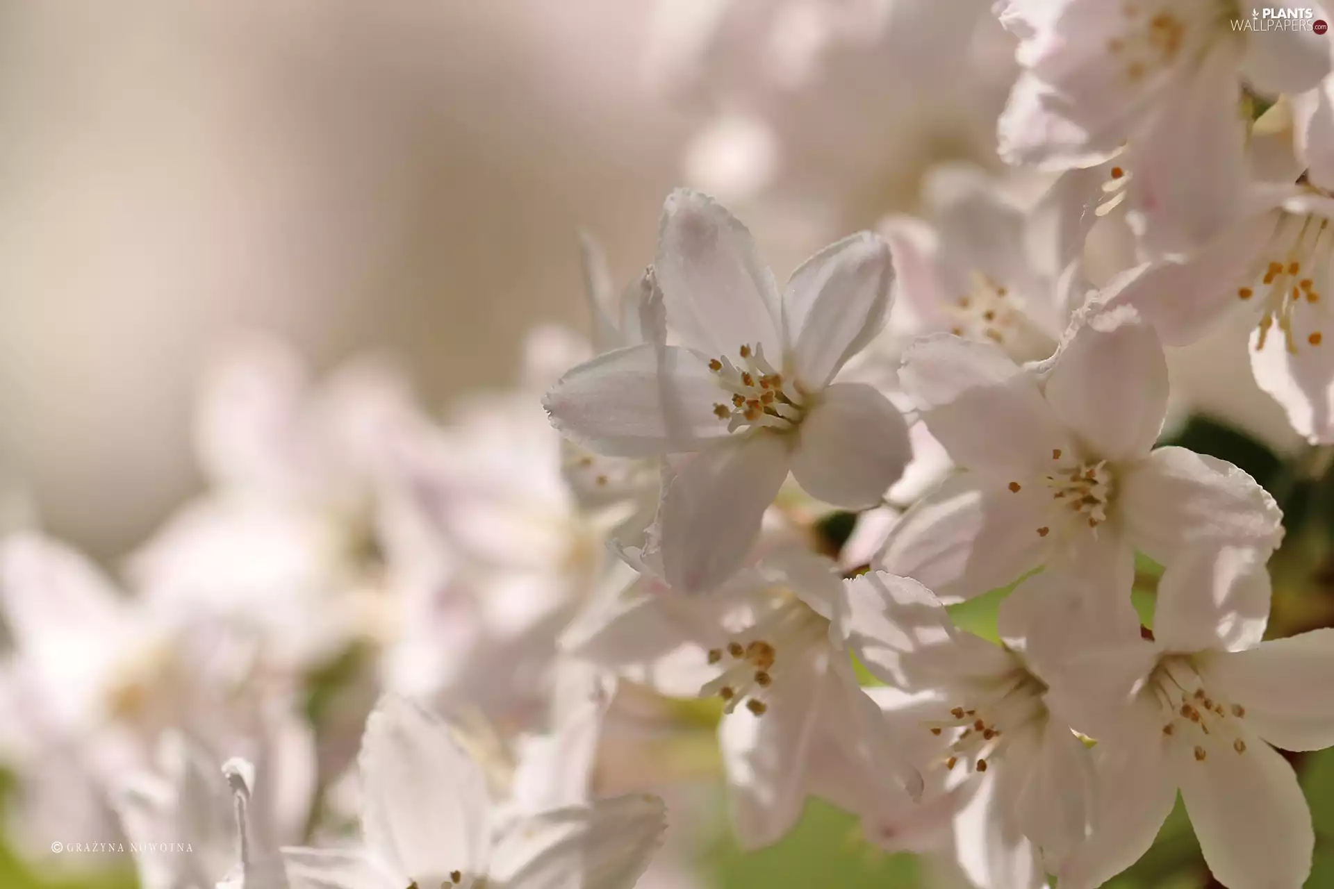 Flowers, Bush, White