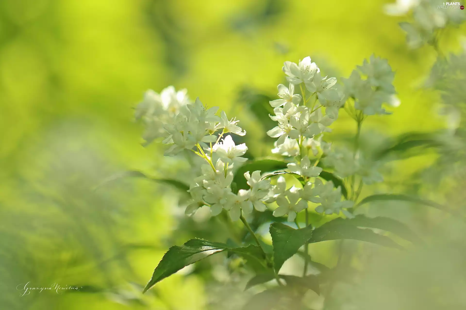 Flowers, Bush, White