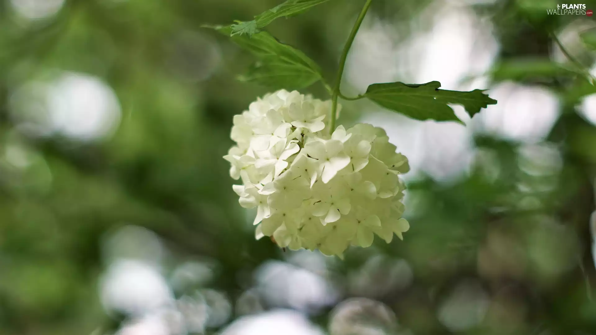 White, Viburnum, Bush, Flowers