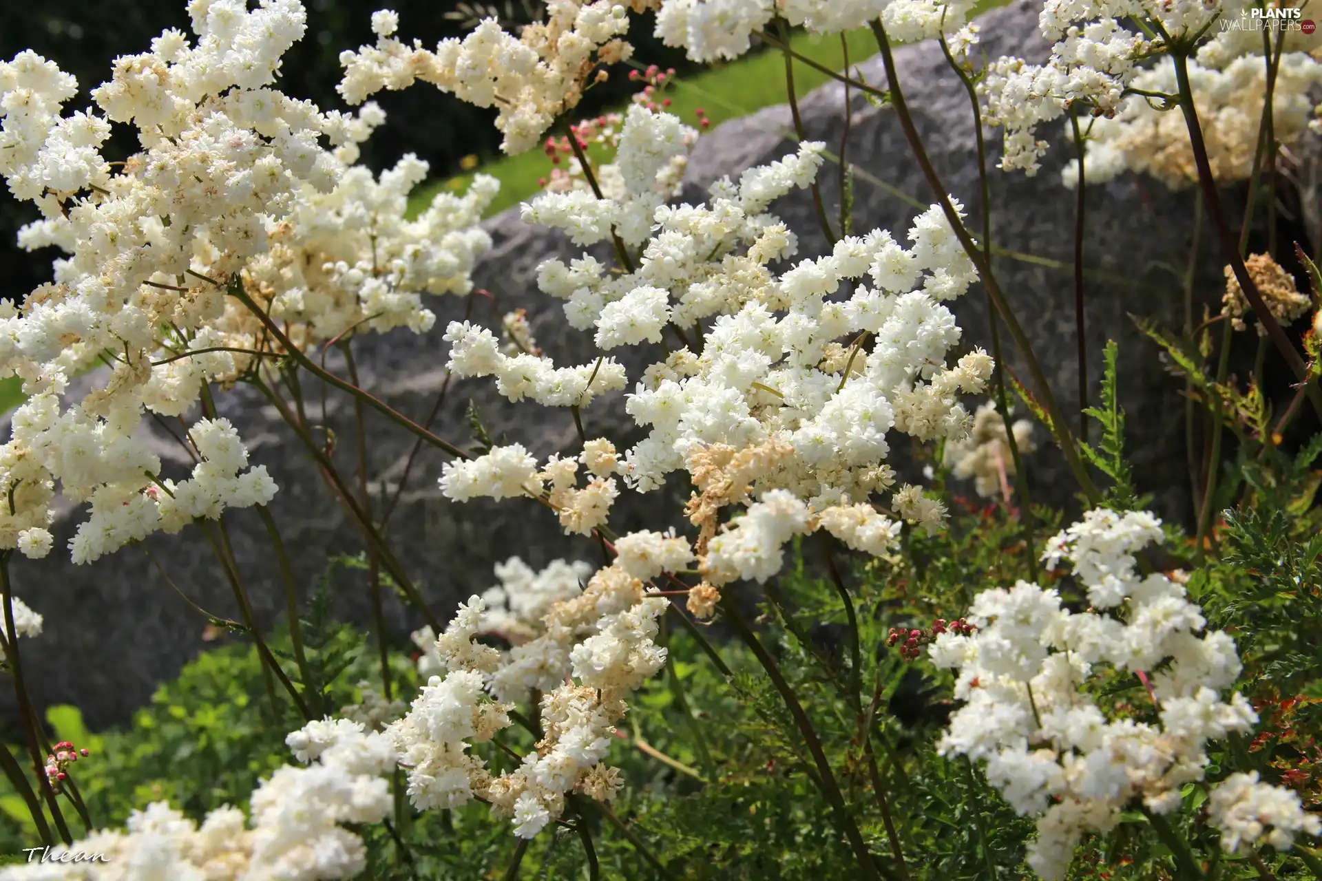 Flowers, Bush, White